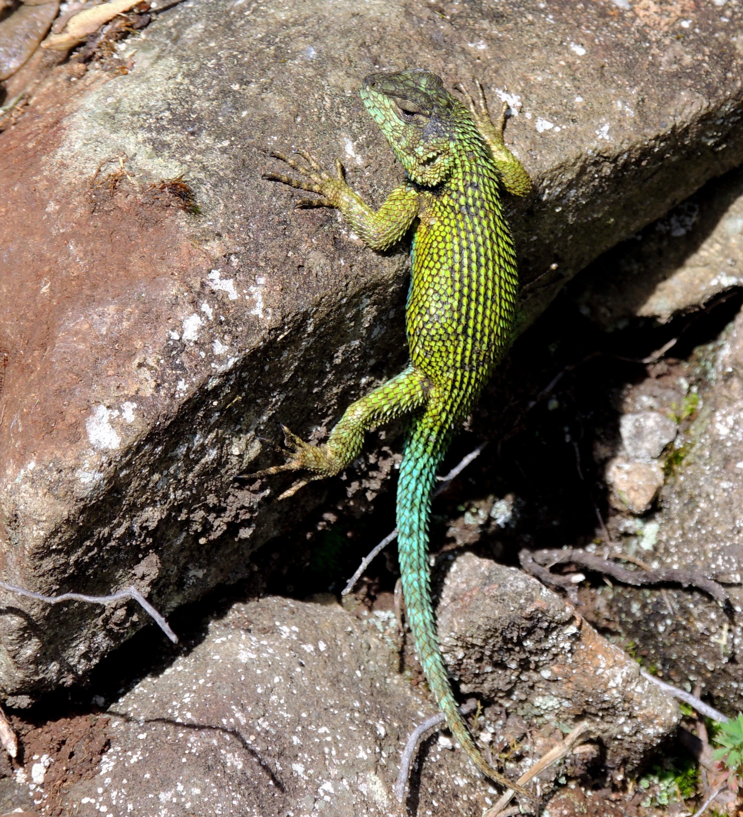 Emerald swift male (Sceloporus malachiticus)