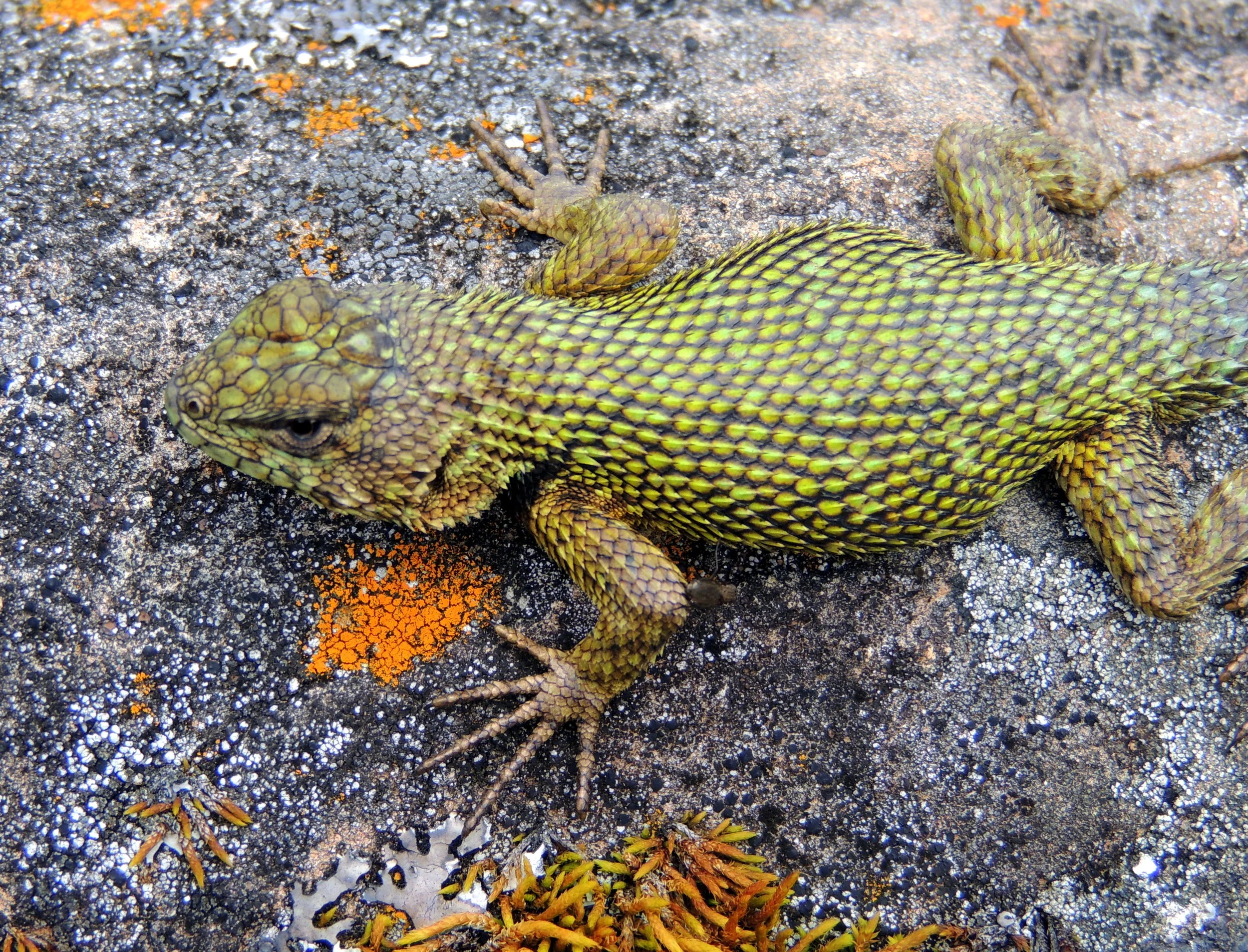 Emerald swift male (Sceloporus malachiticus)