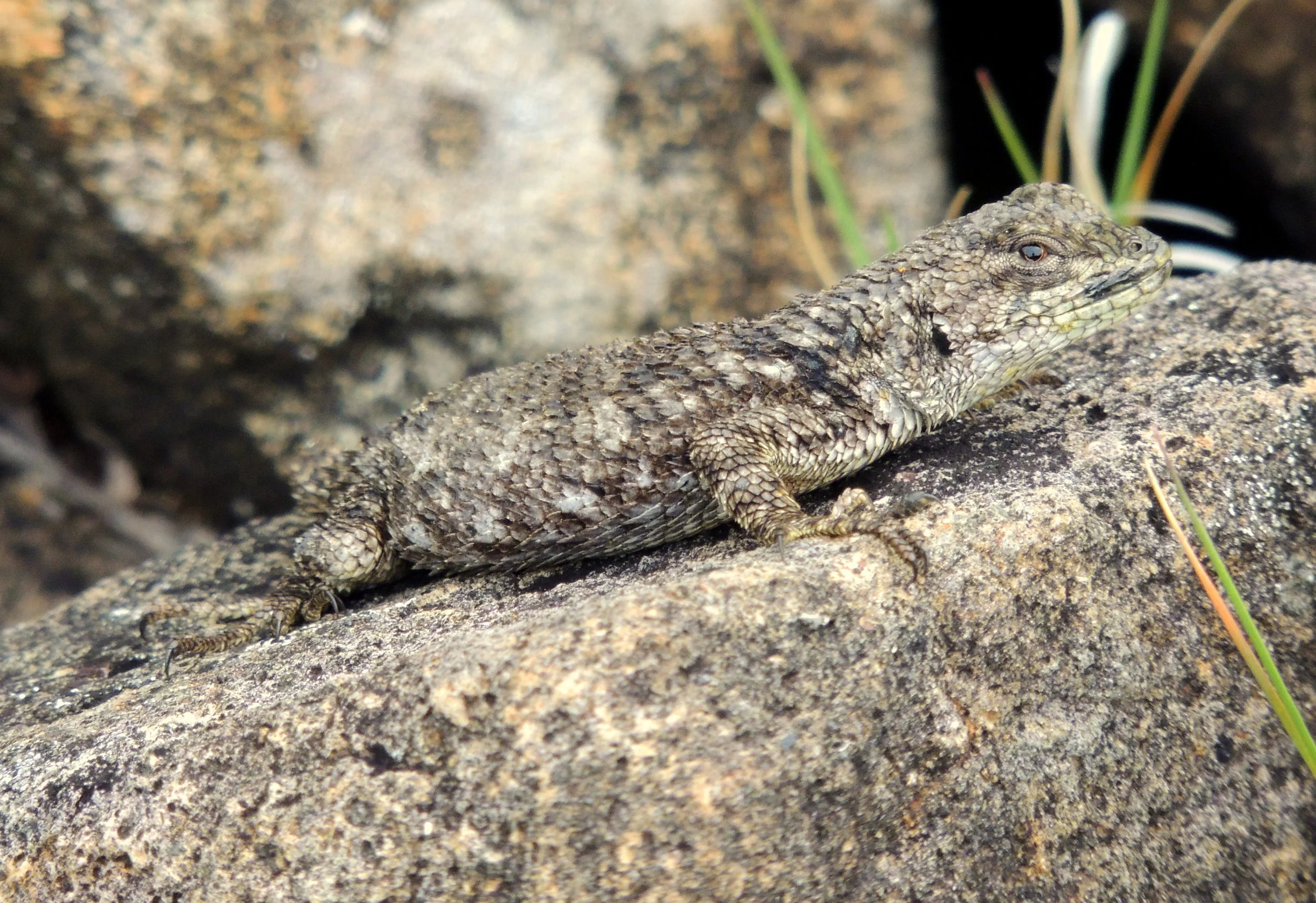 Emerald swift female (Sceloporus malachiticus)