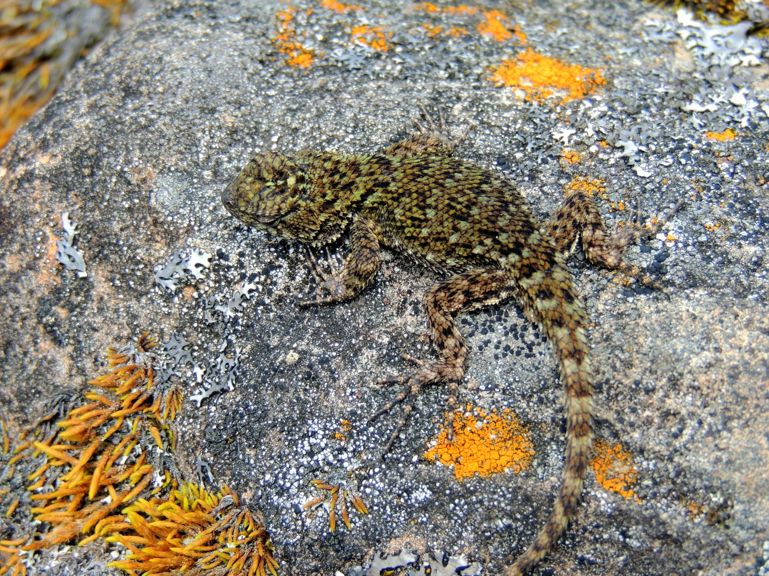 Emerald swift juvenile (Sceloporus malachiticus)