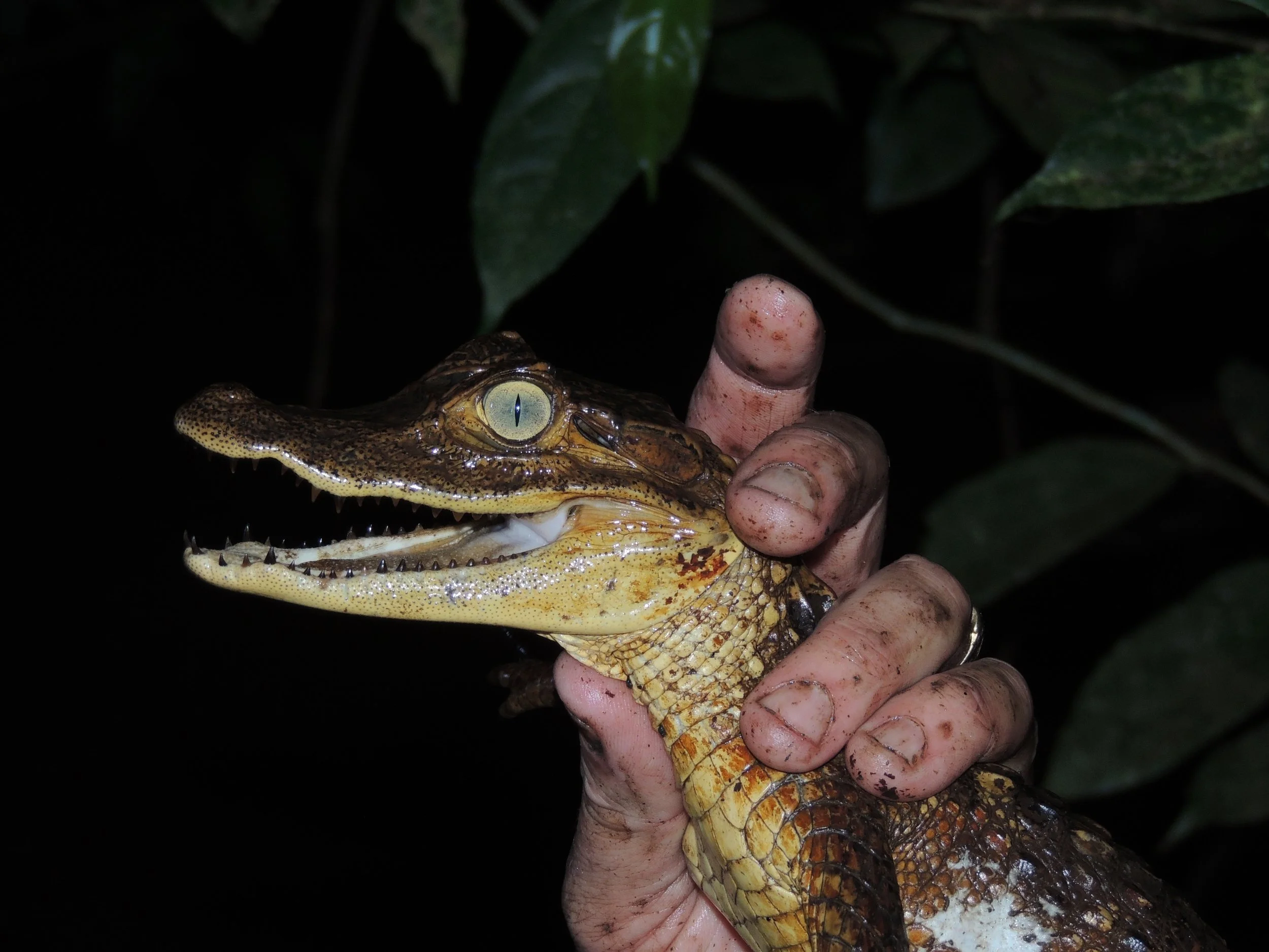 Spectacled Caiman (Caiman crocodilus)