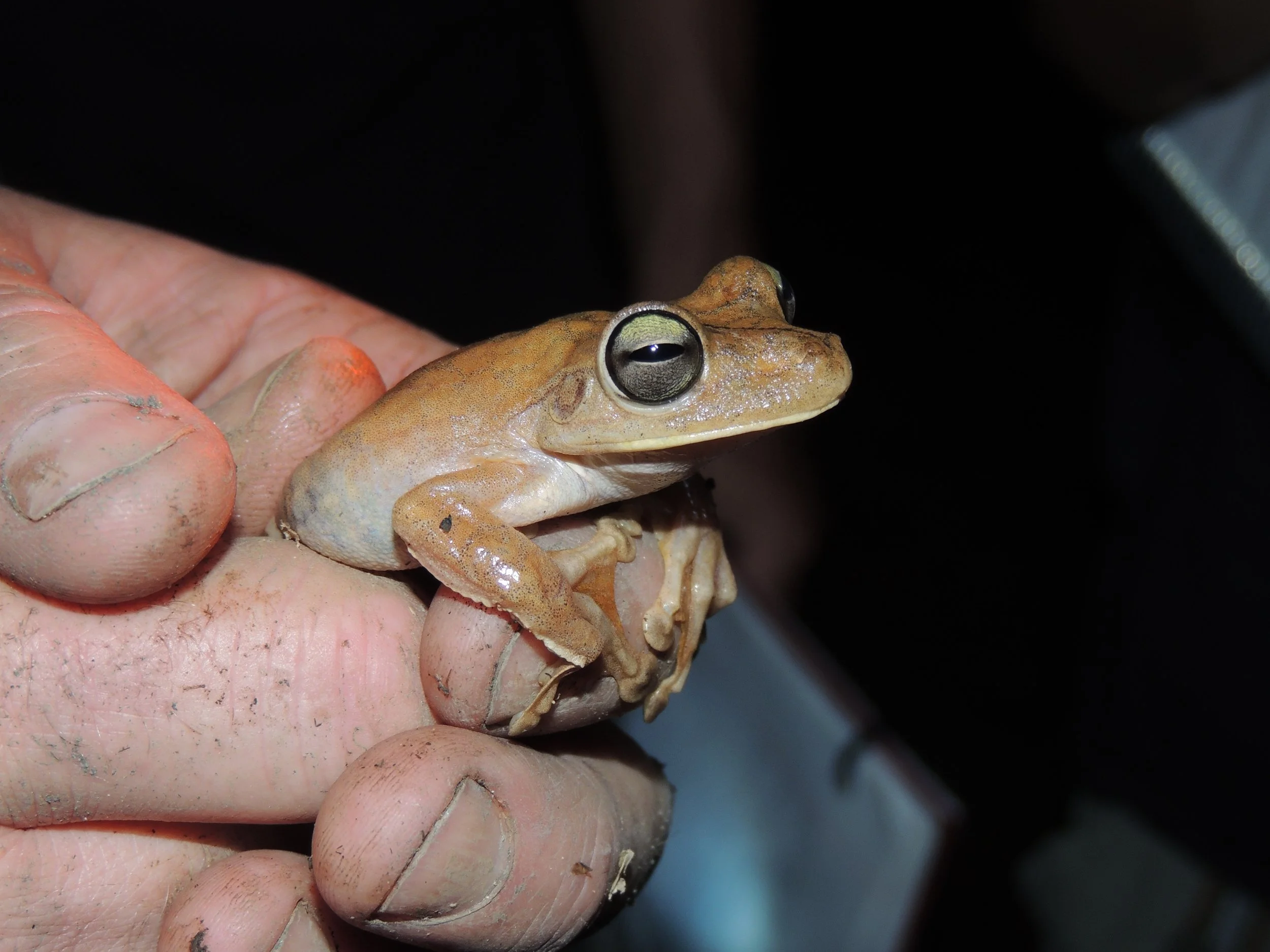 Gladiator tree frog (Boana rosenbergi)