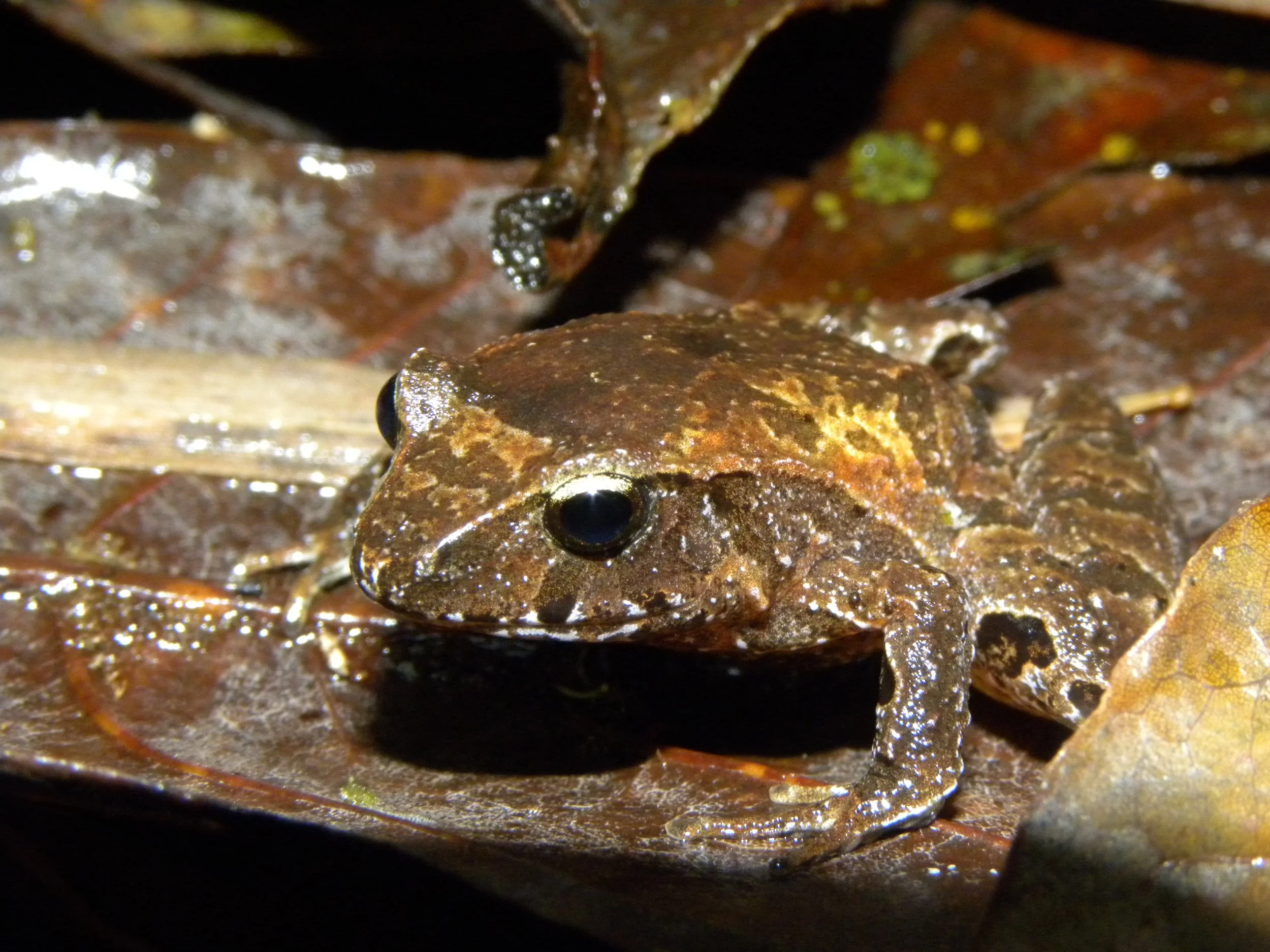 Leaf litter toad male (Rhaebo haematiticus)
