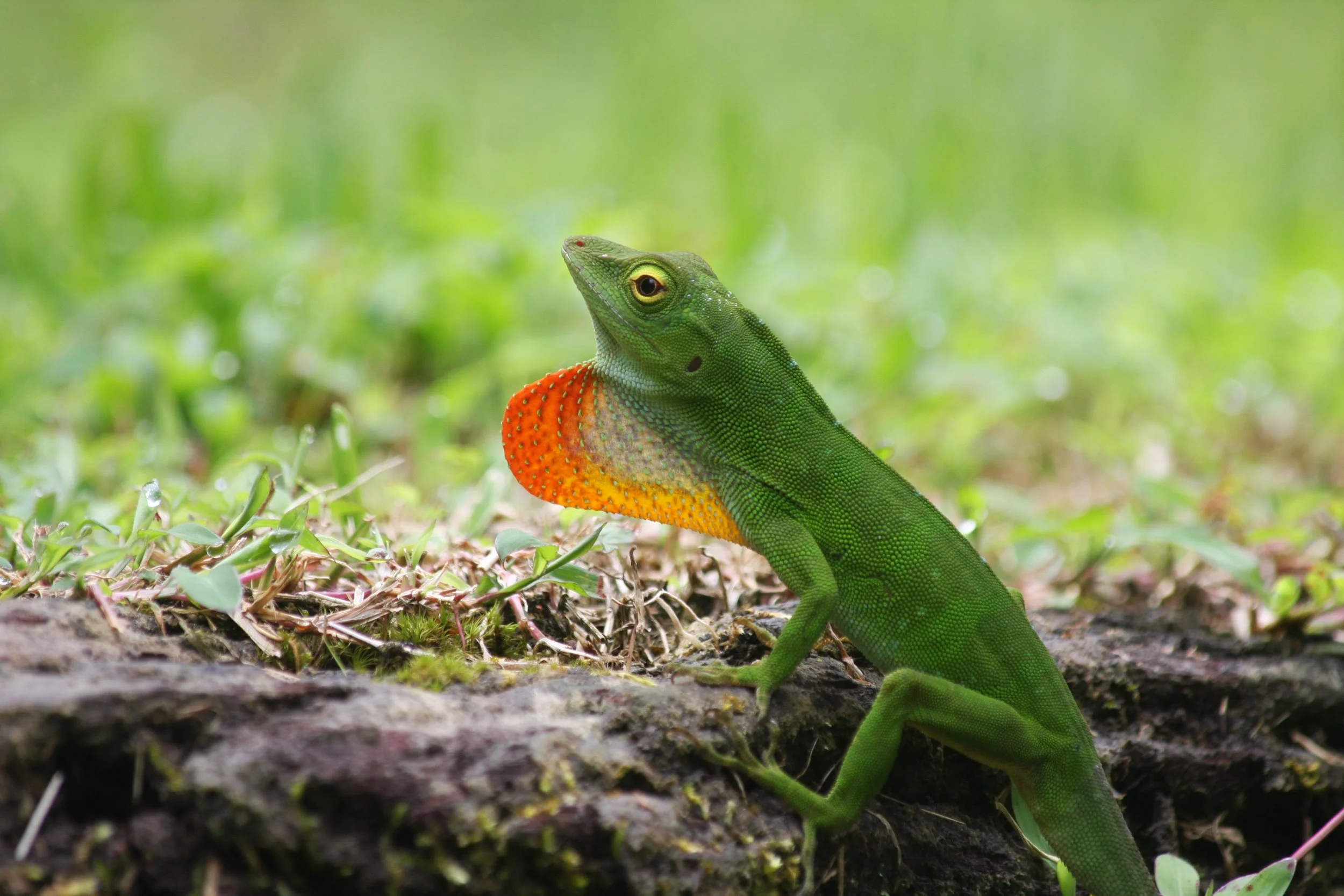 Neotropical green anole (Anolis biporcatus)