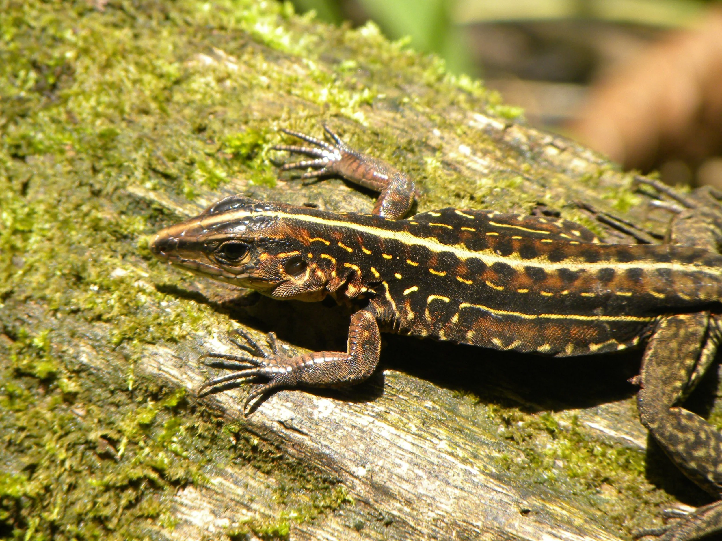 Four-lined whiptail (Holcosus quadrilineatus)