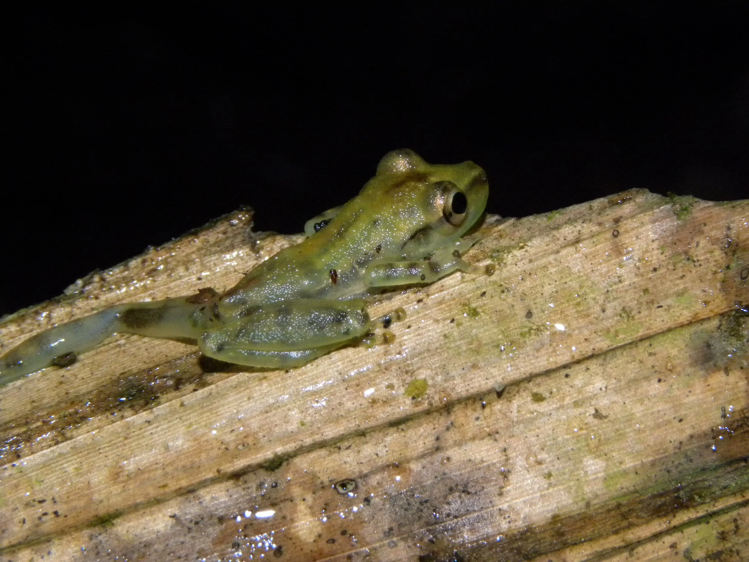 Emerald Glass Frog (Espadarana prosoblepon)