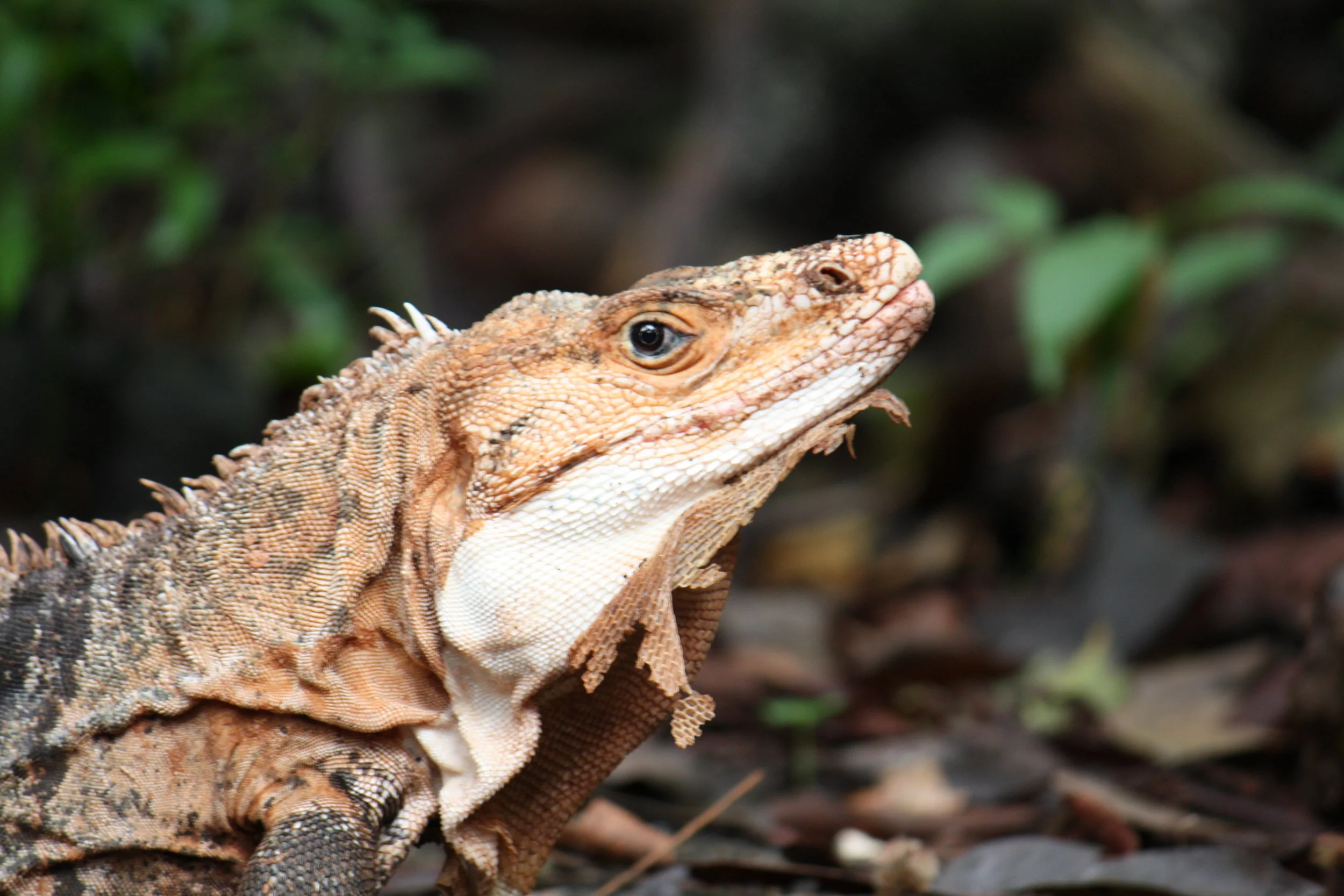 Black spiny-tailed iguana (Ctenosaura similis)