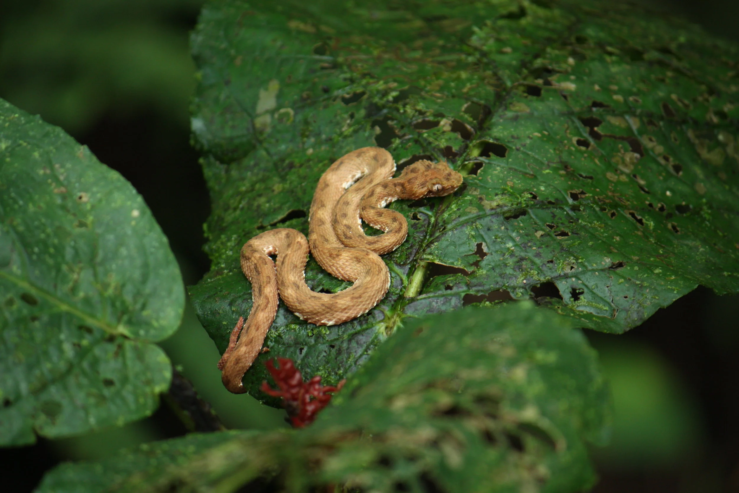 Eyelash viper (Bothriechis schlegelii)