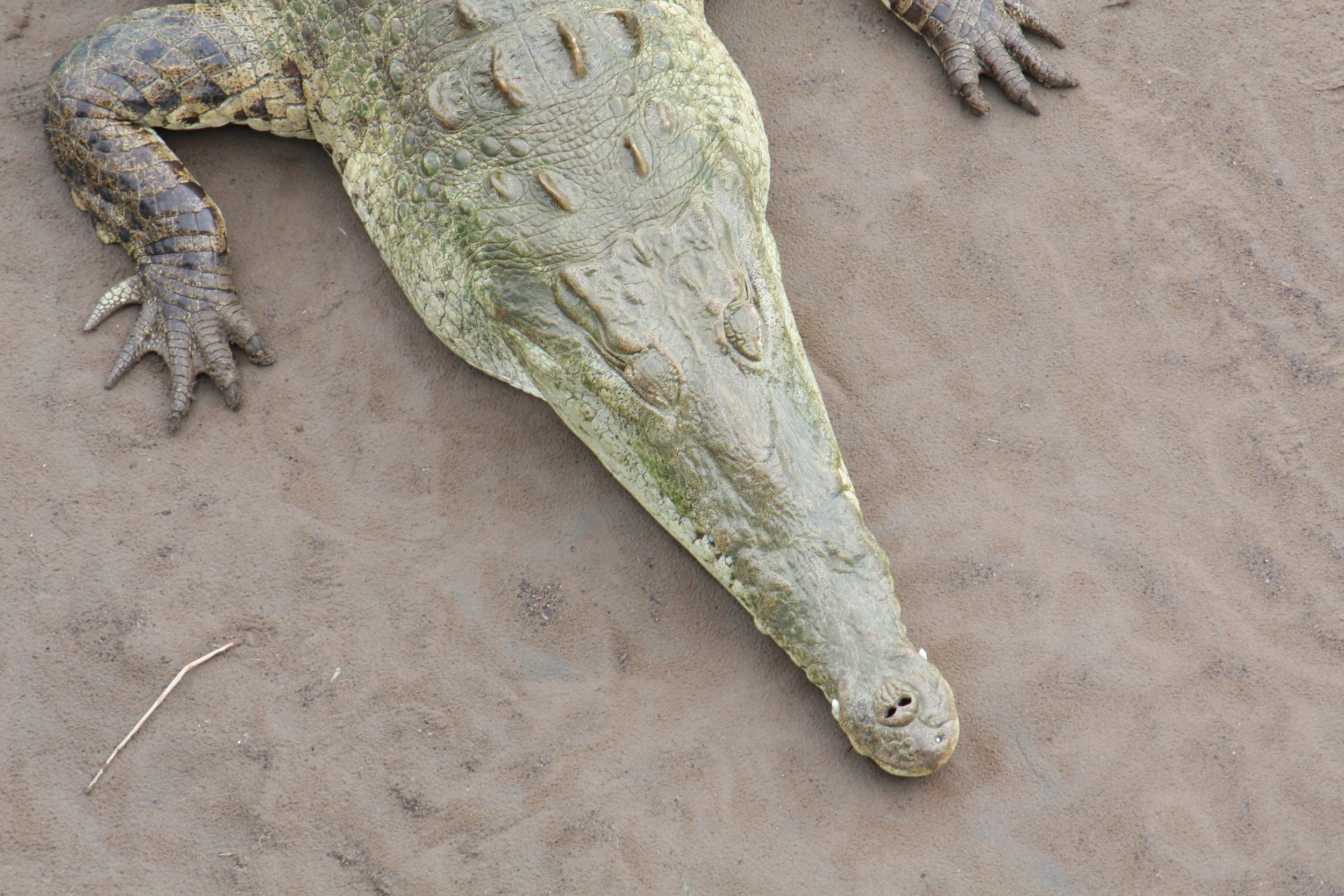 American Crocodile (Crocodylus acutus)