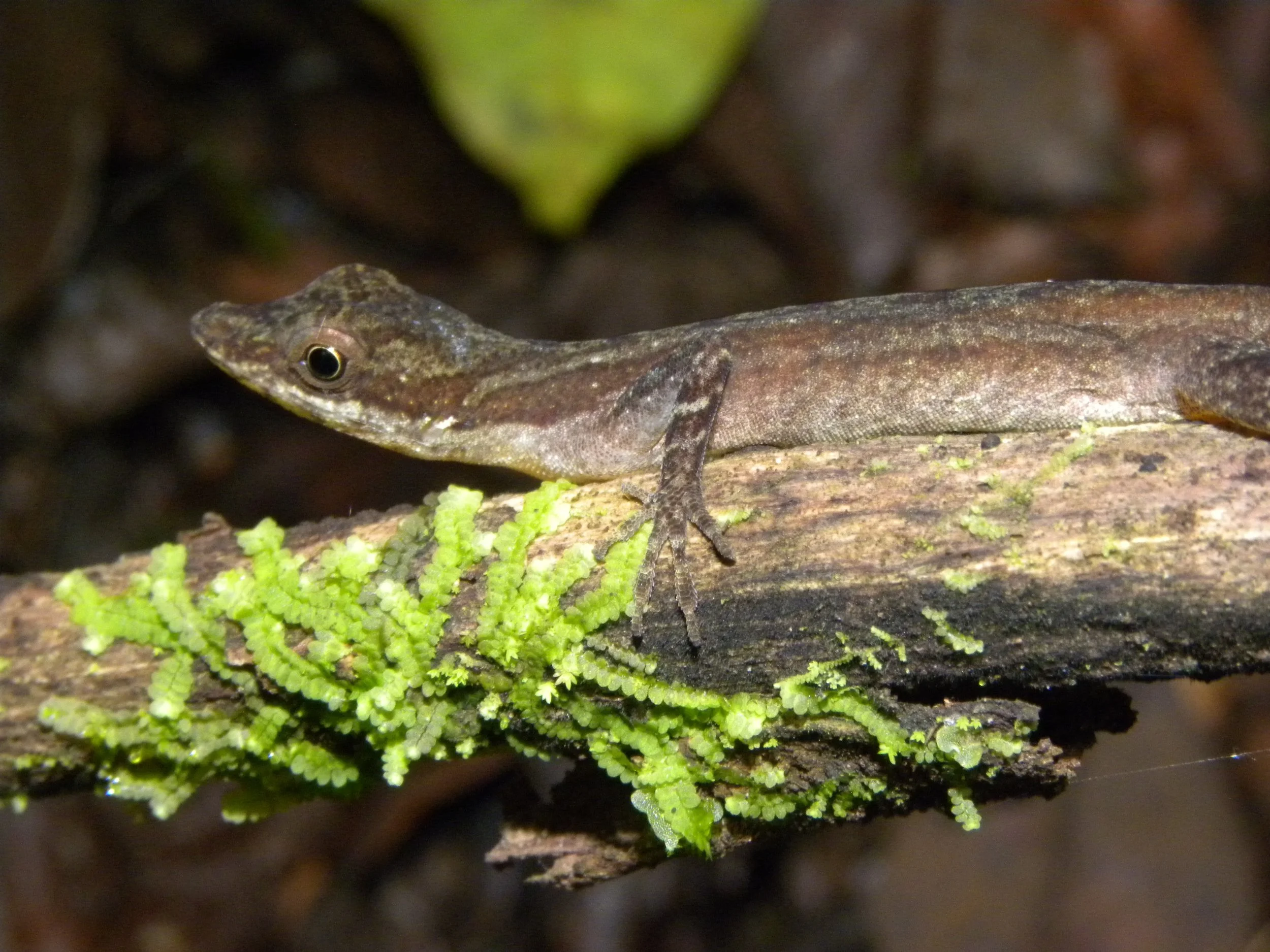 Slender Anole (Norops limifrons)