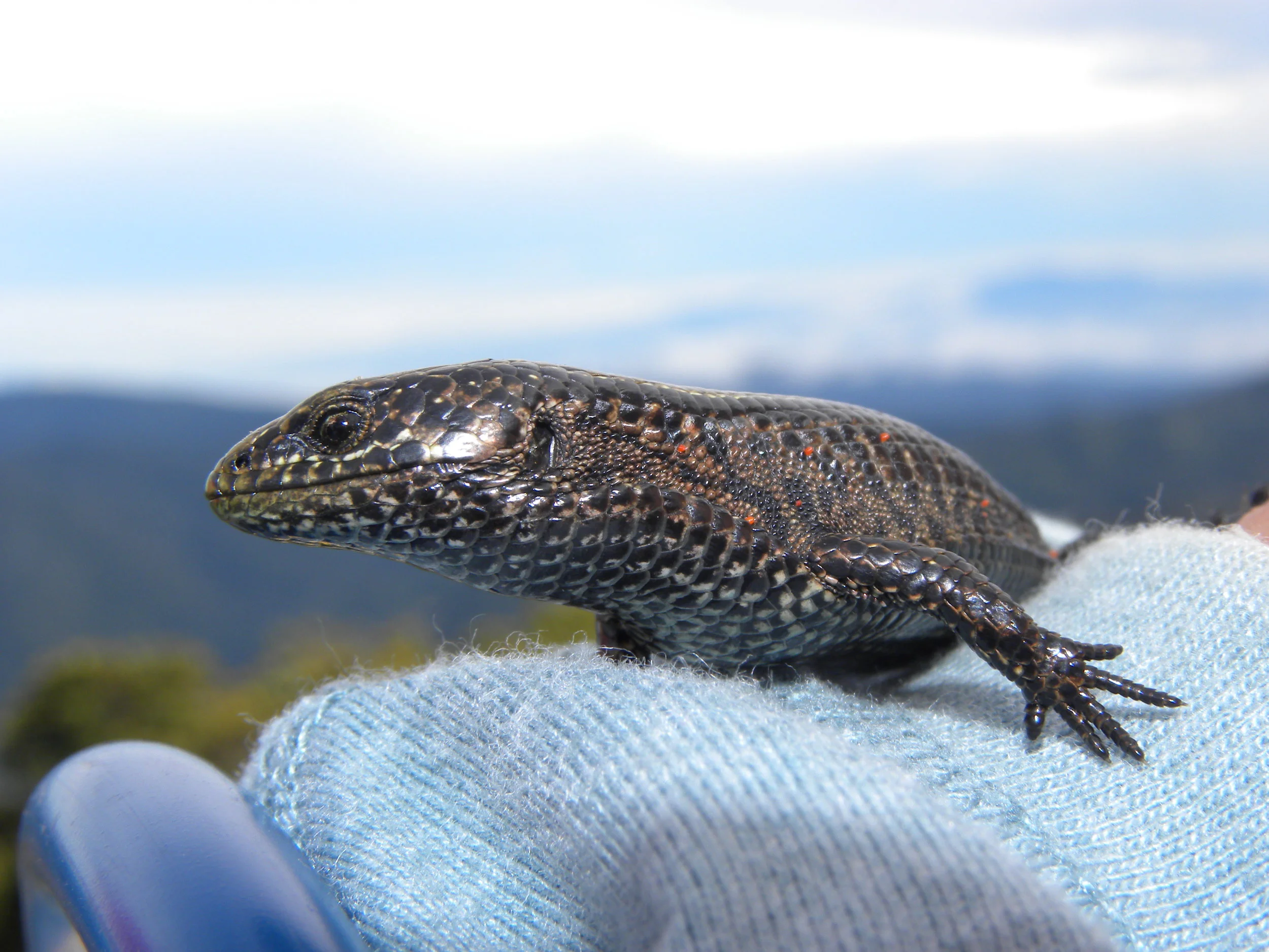 Highland alligator lizard (Mesaspis monticola)