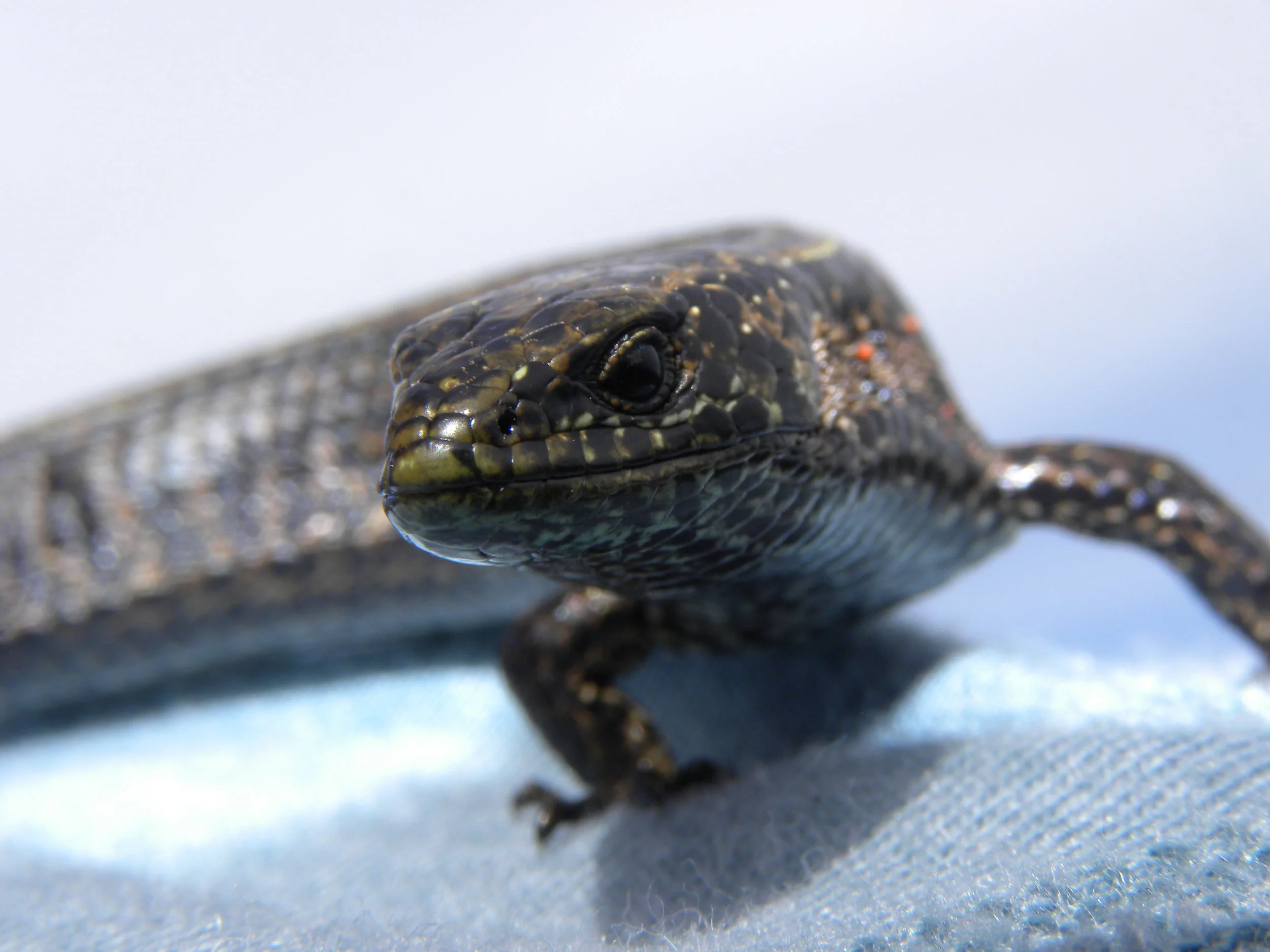 Highland alligator lizard (Mesaspis monticola)
