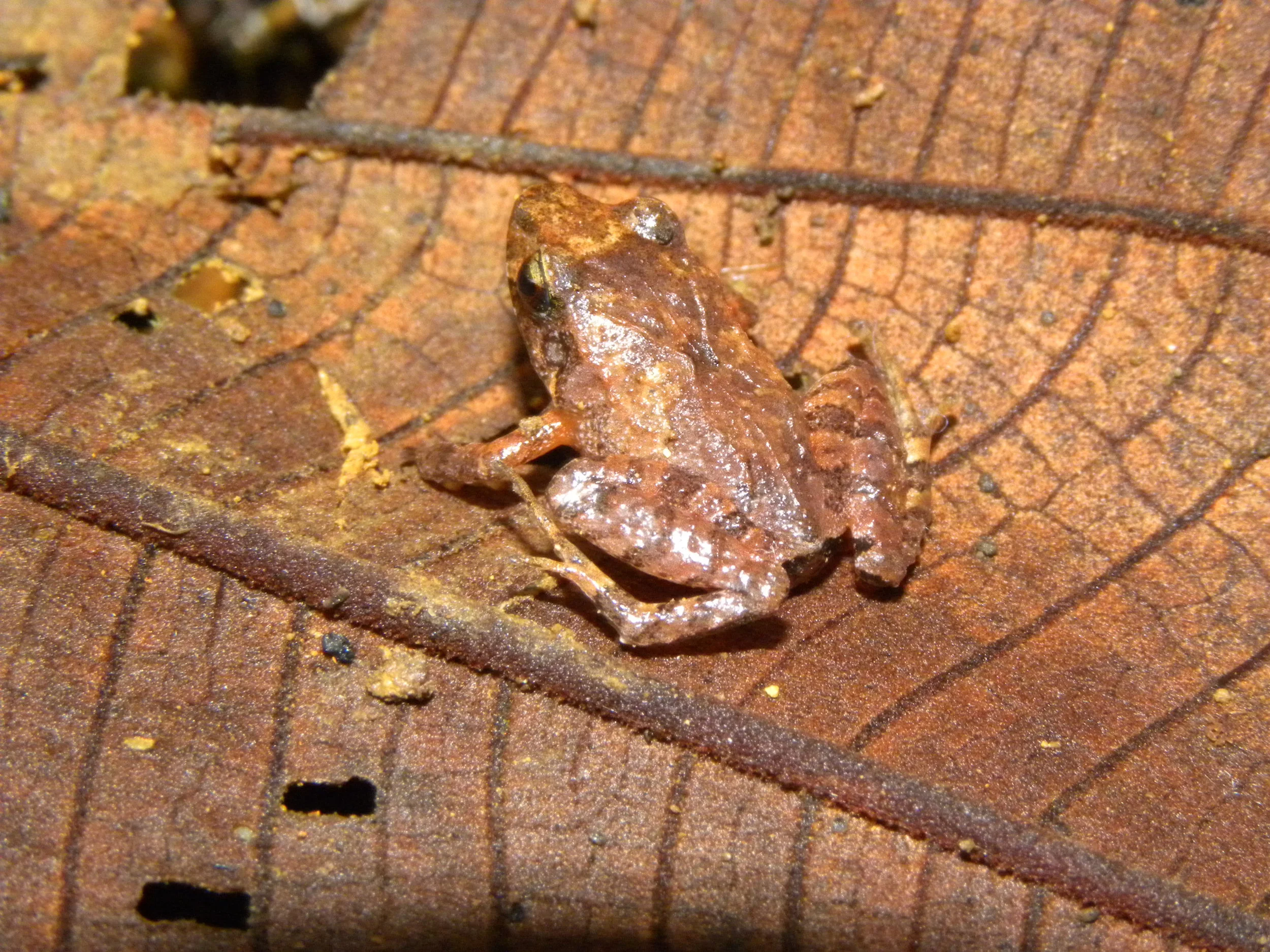 Leaf litter toad male (Rhaebo haematiticus)