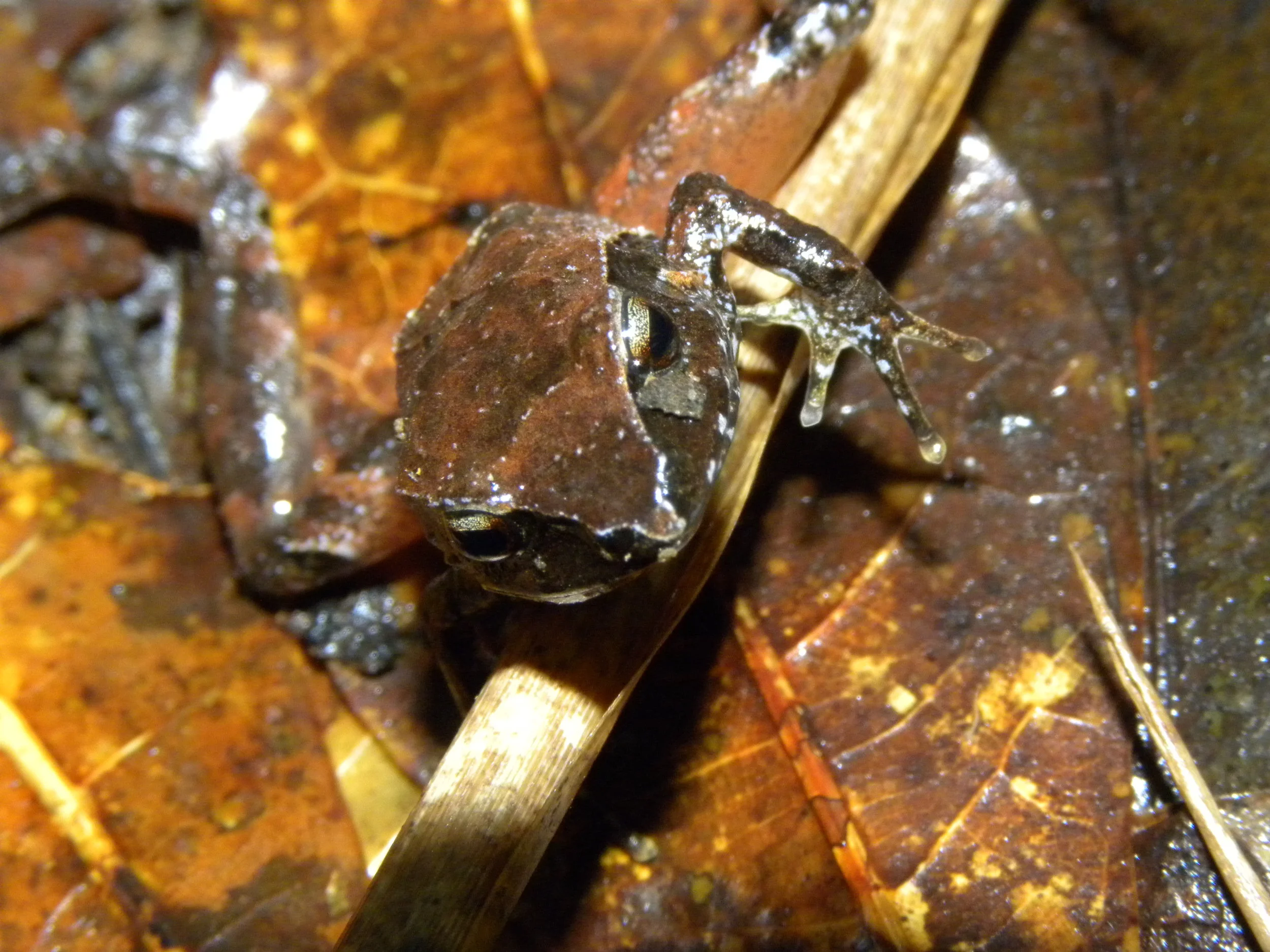 Leaf litter toad male (Rhaebo haematiticus)