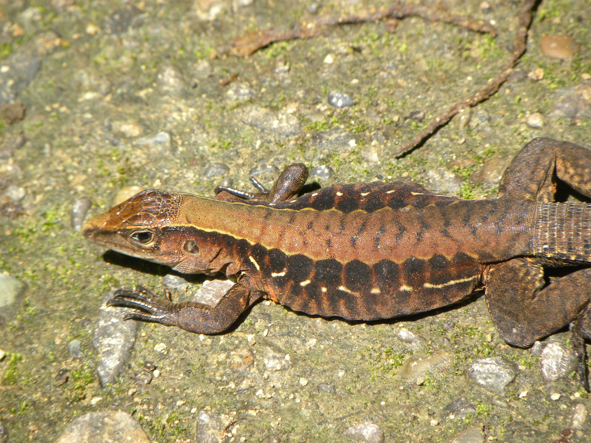Reticulated Ameiva (Holcosus leptophrys)