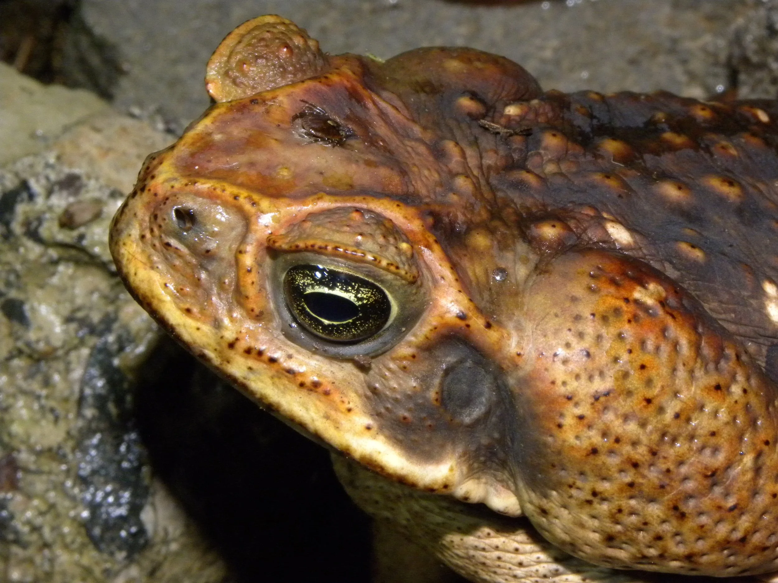 Cane toad (Bufo marinus)