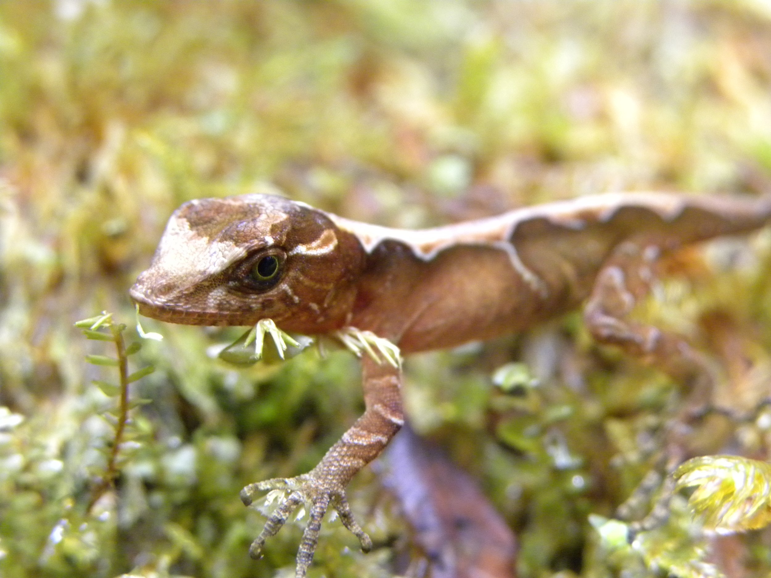 Ground Anole (Norops humilis)
