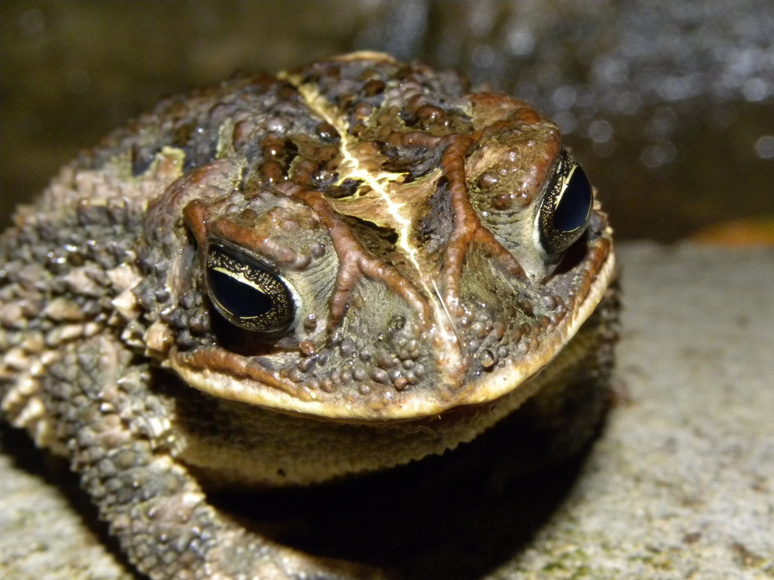 Giant Toad (Rhinella horribilis)