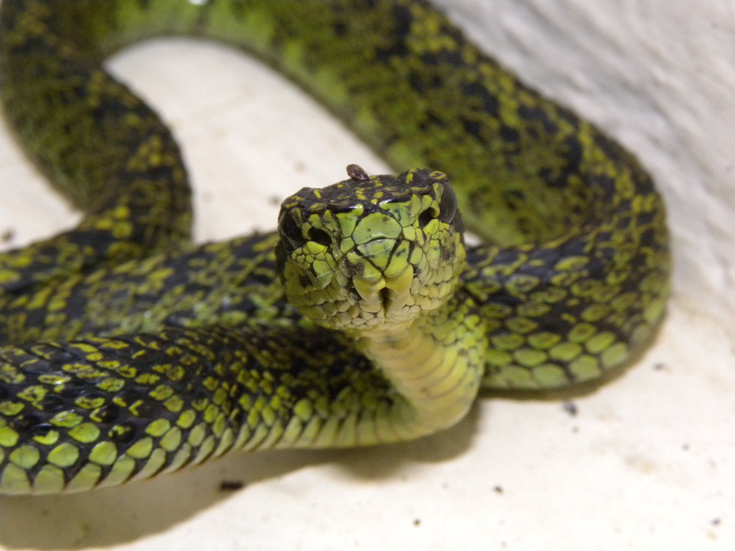 Talamancan palm pit viper (Bothriechis nubestris)