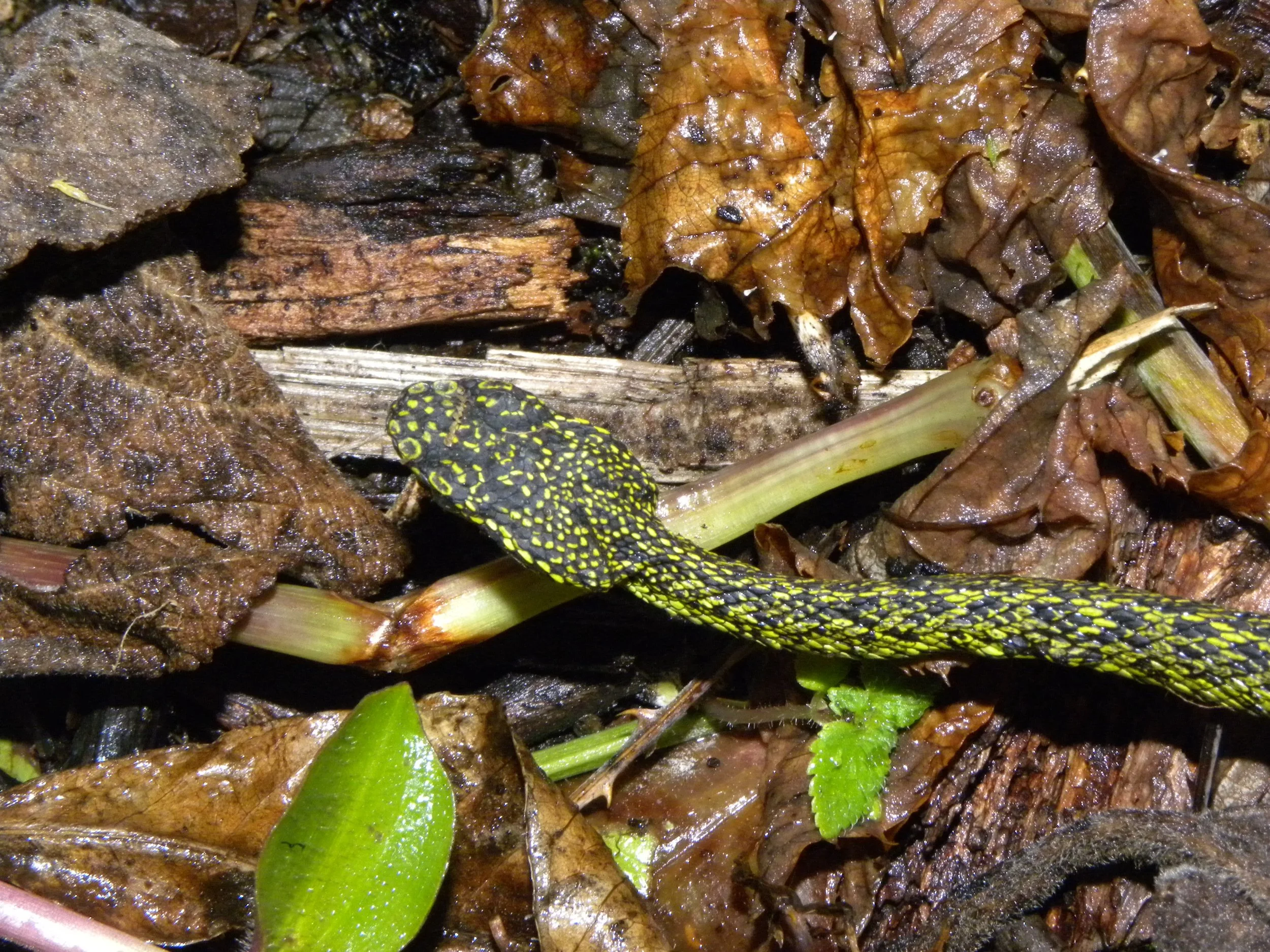 Talamancan palm pit viper (Bothriechis nubestris)