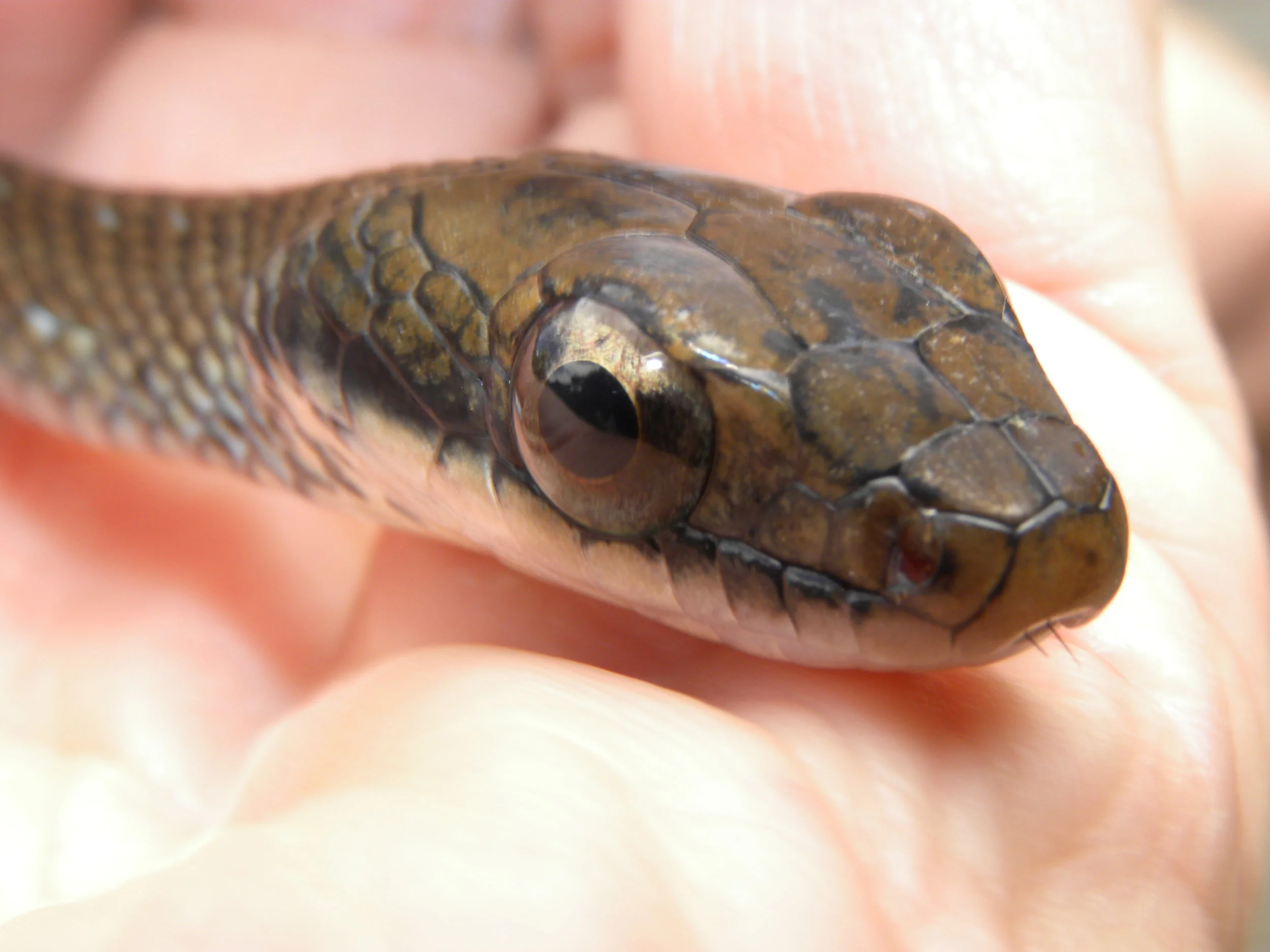 Brown Forest Racer (Dendrophidion percarinatum)