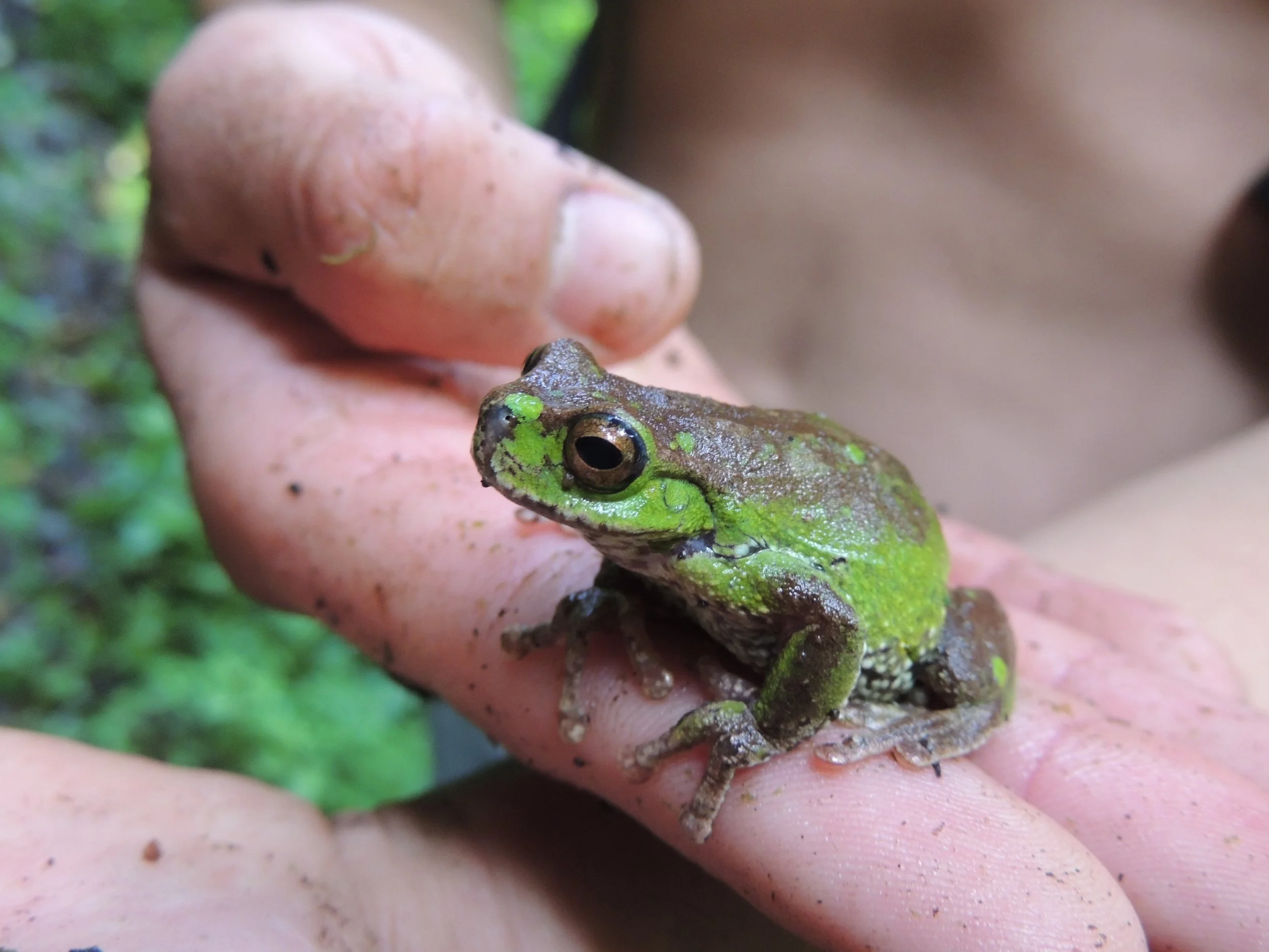 Painted Foot Treefrog (Isthmohyla pictipes)