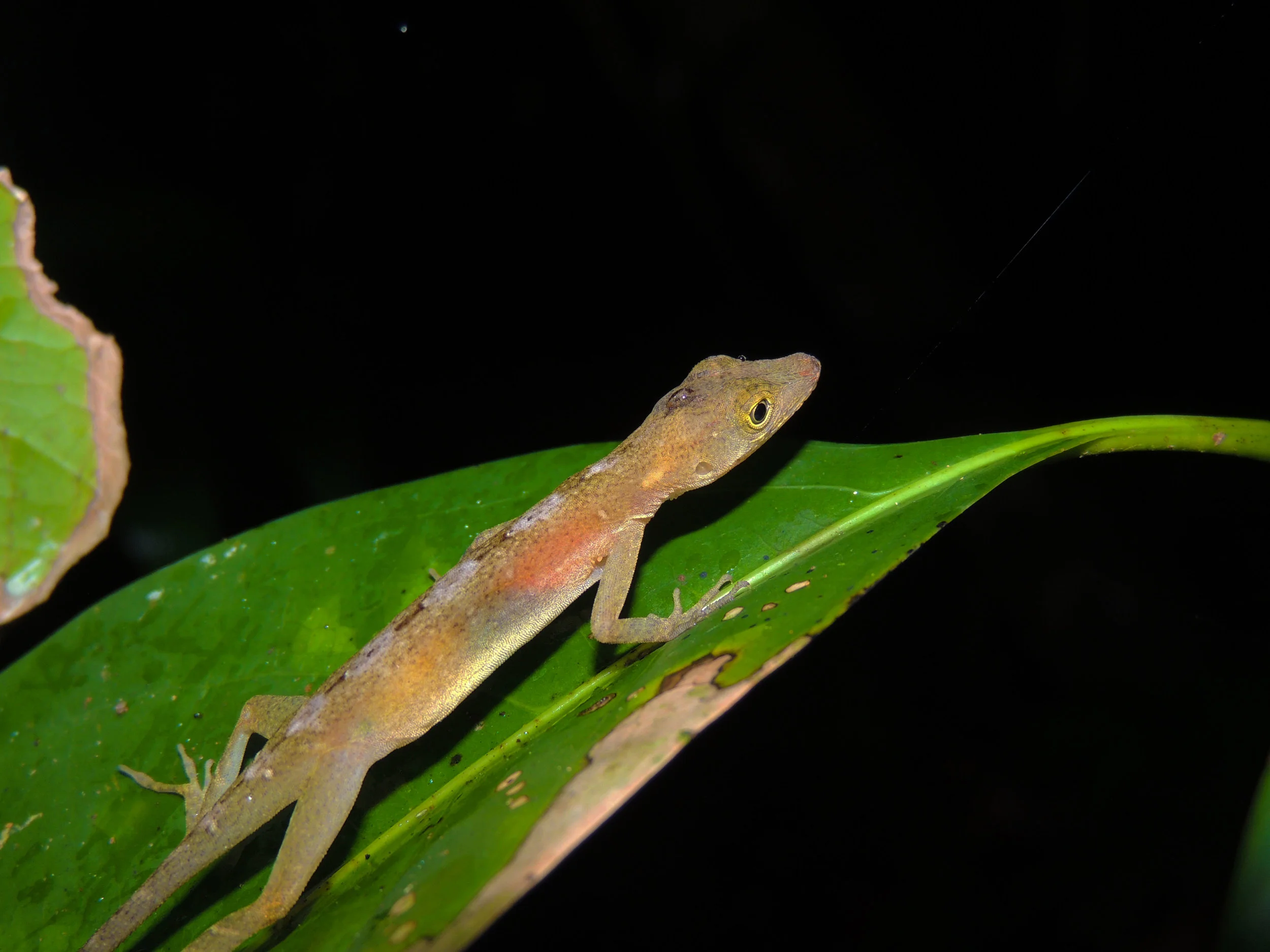 Slender Anole (Norops limifrons)