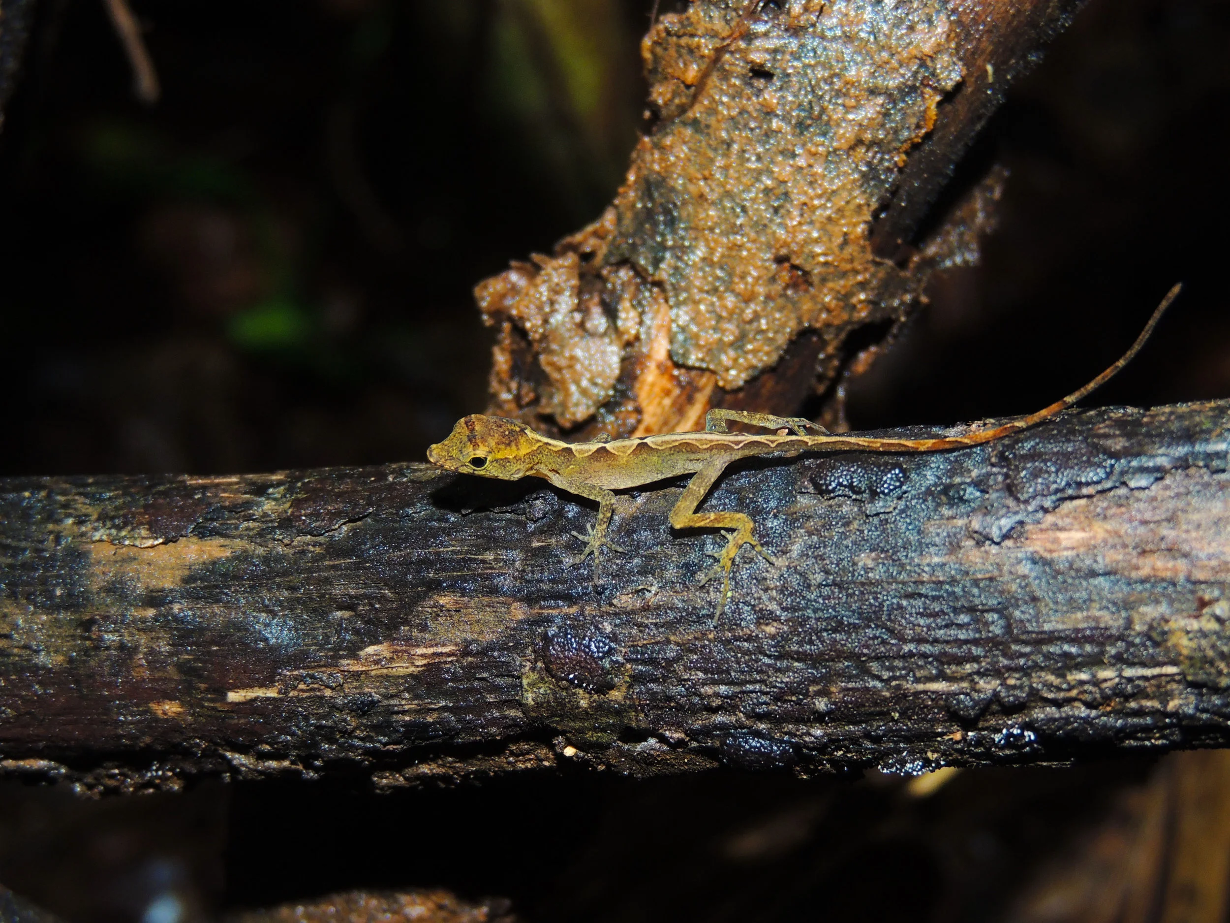 Ground Anole (Norops humilis)