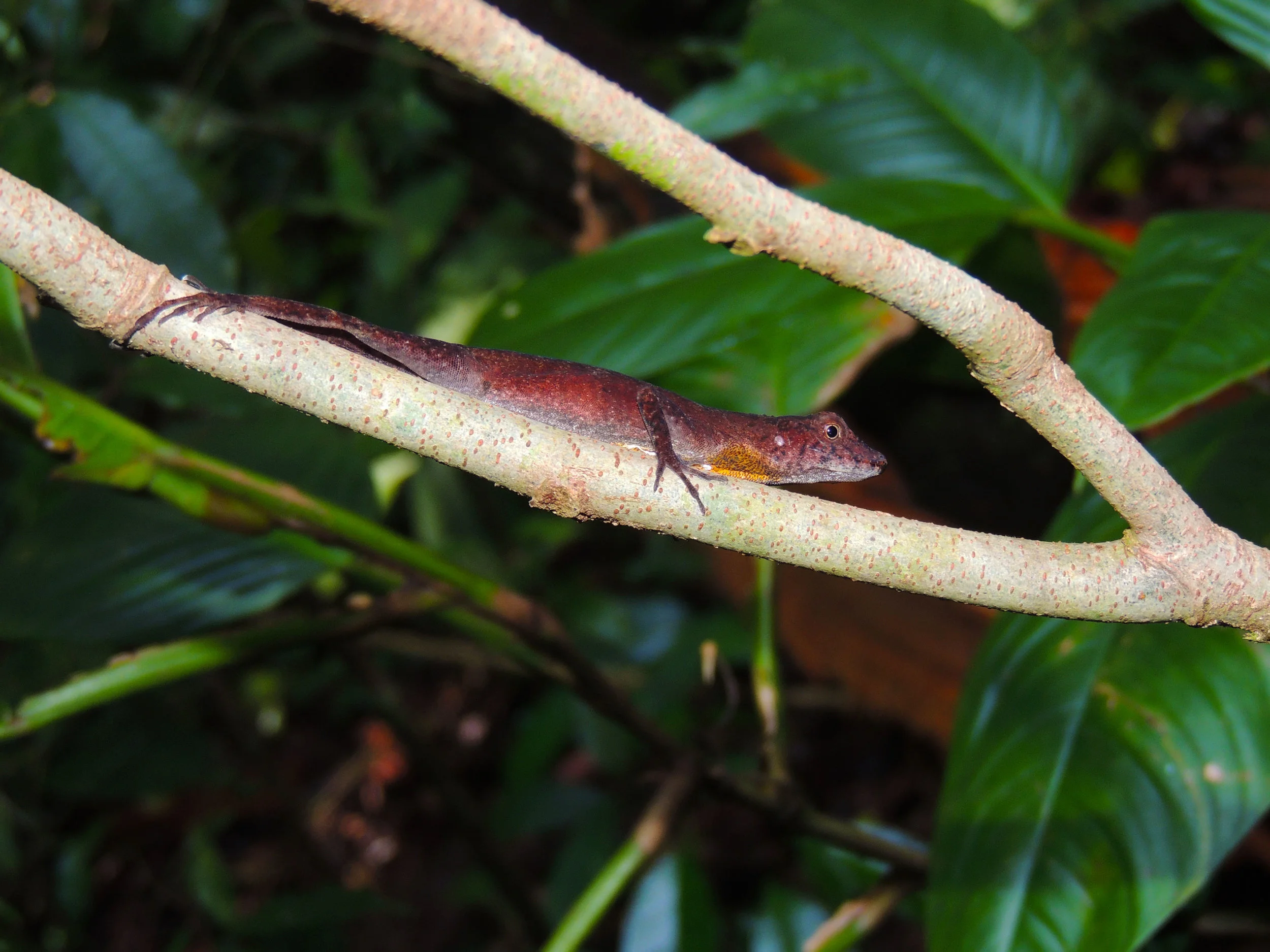 Slender Anole (Norops limifrons)