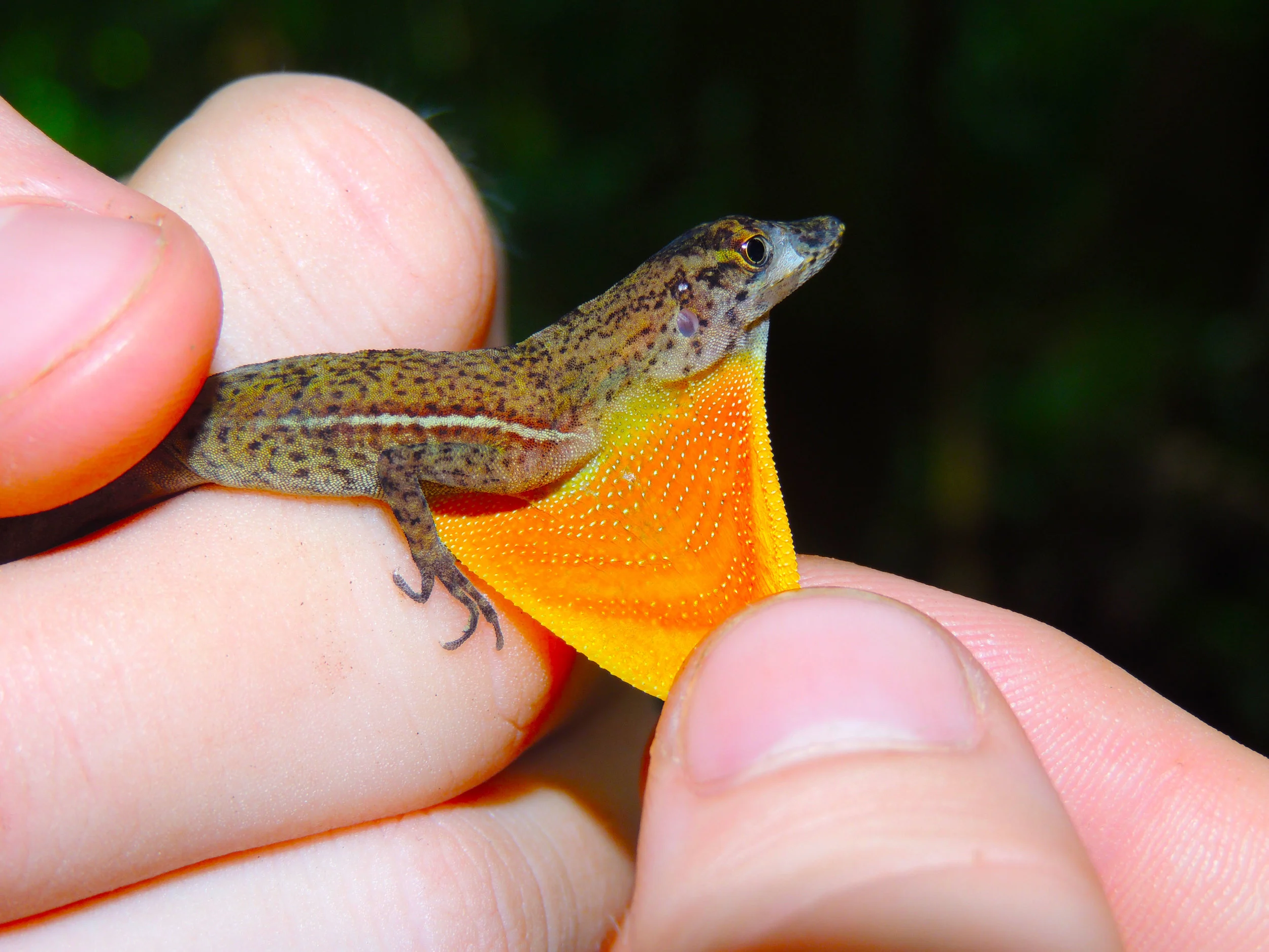 Golfo Dulce Anole (Norops polylepis)