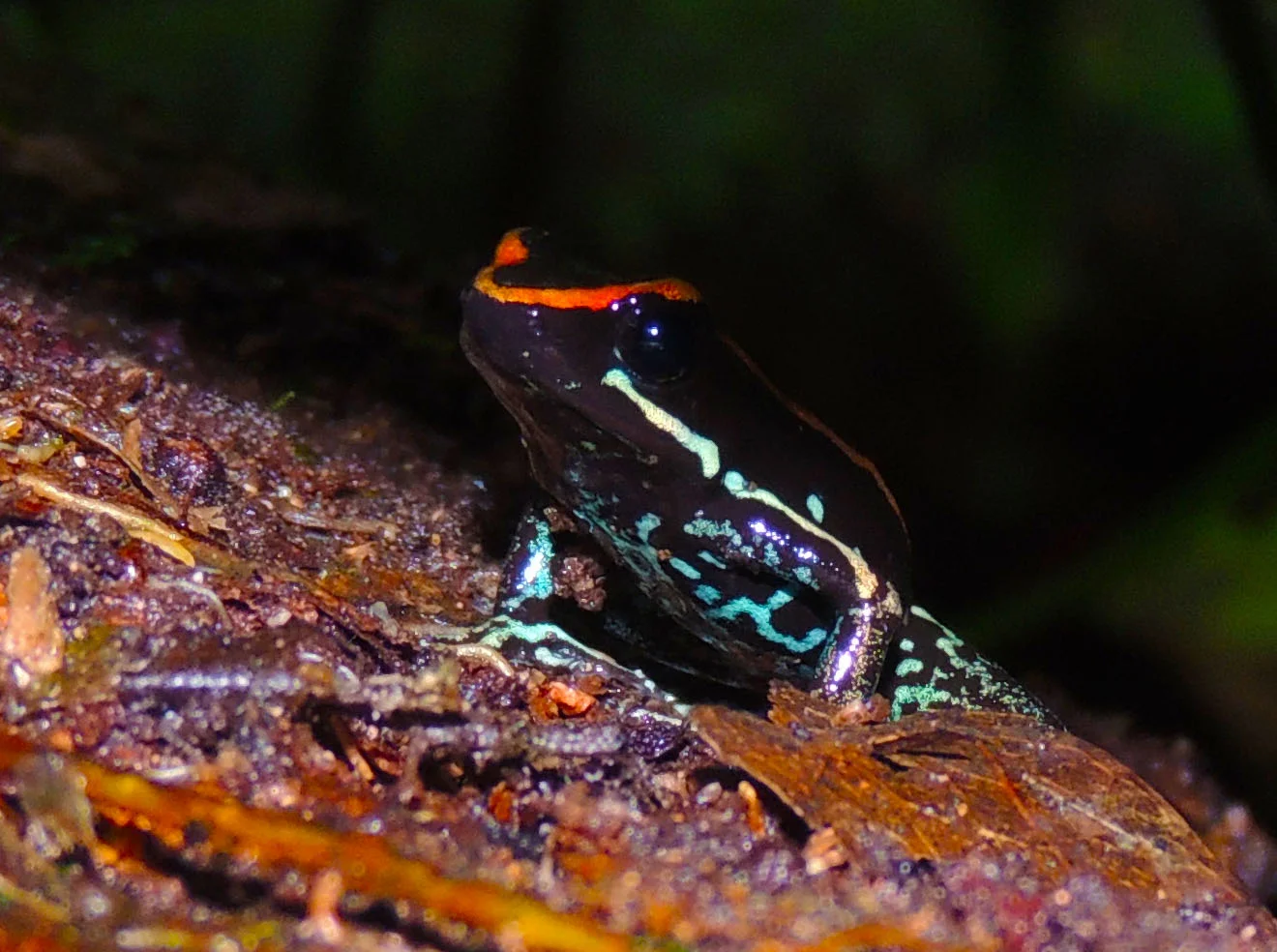 Golfo Dulce Poison Dart Frog (Phyllobates vittatus)