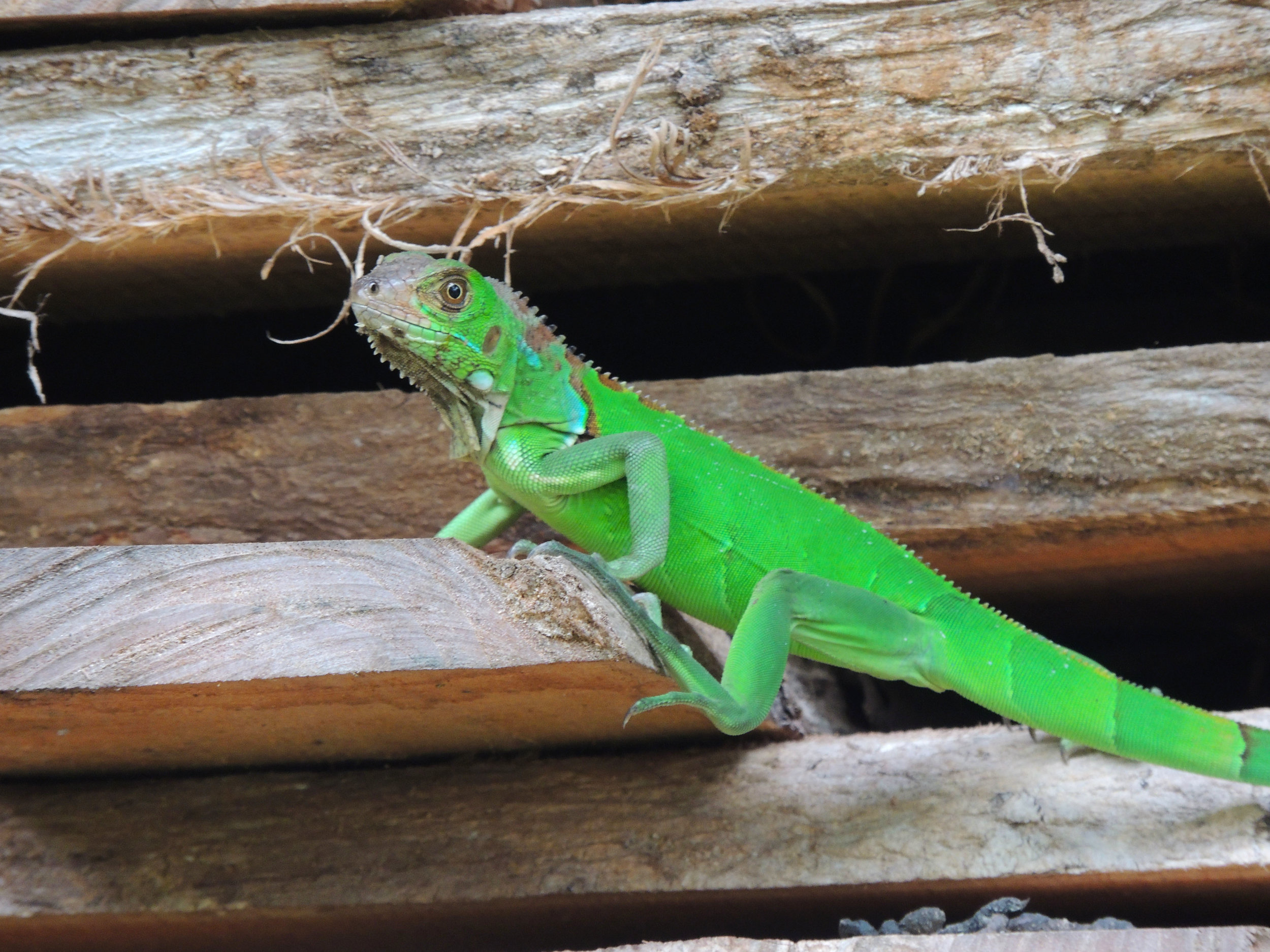 Green iguana (Iguana iguana)