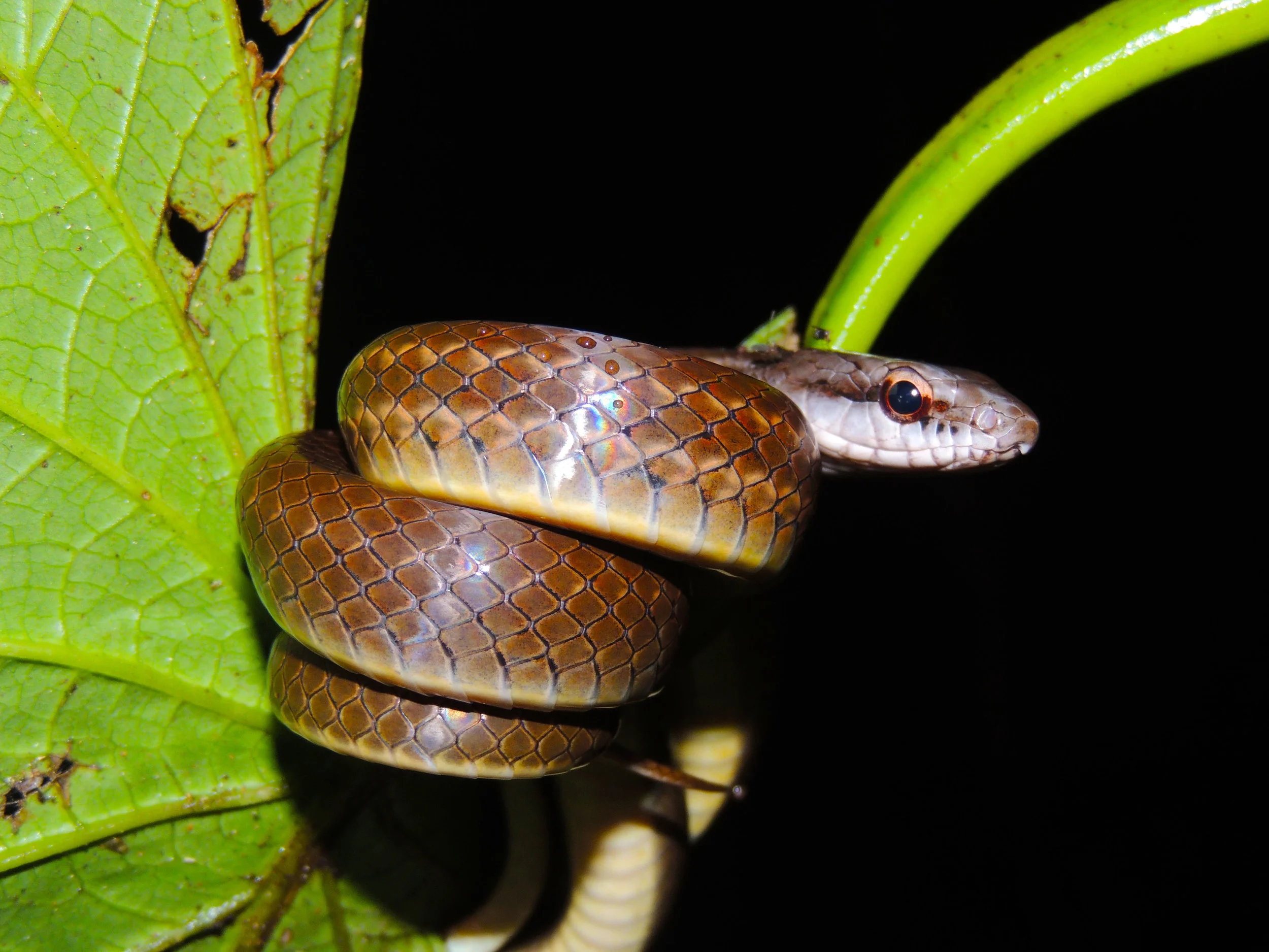 Brown forest racer (Dendrophidion percarinatum)
