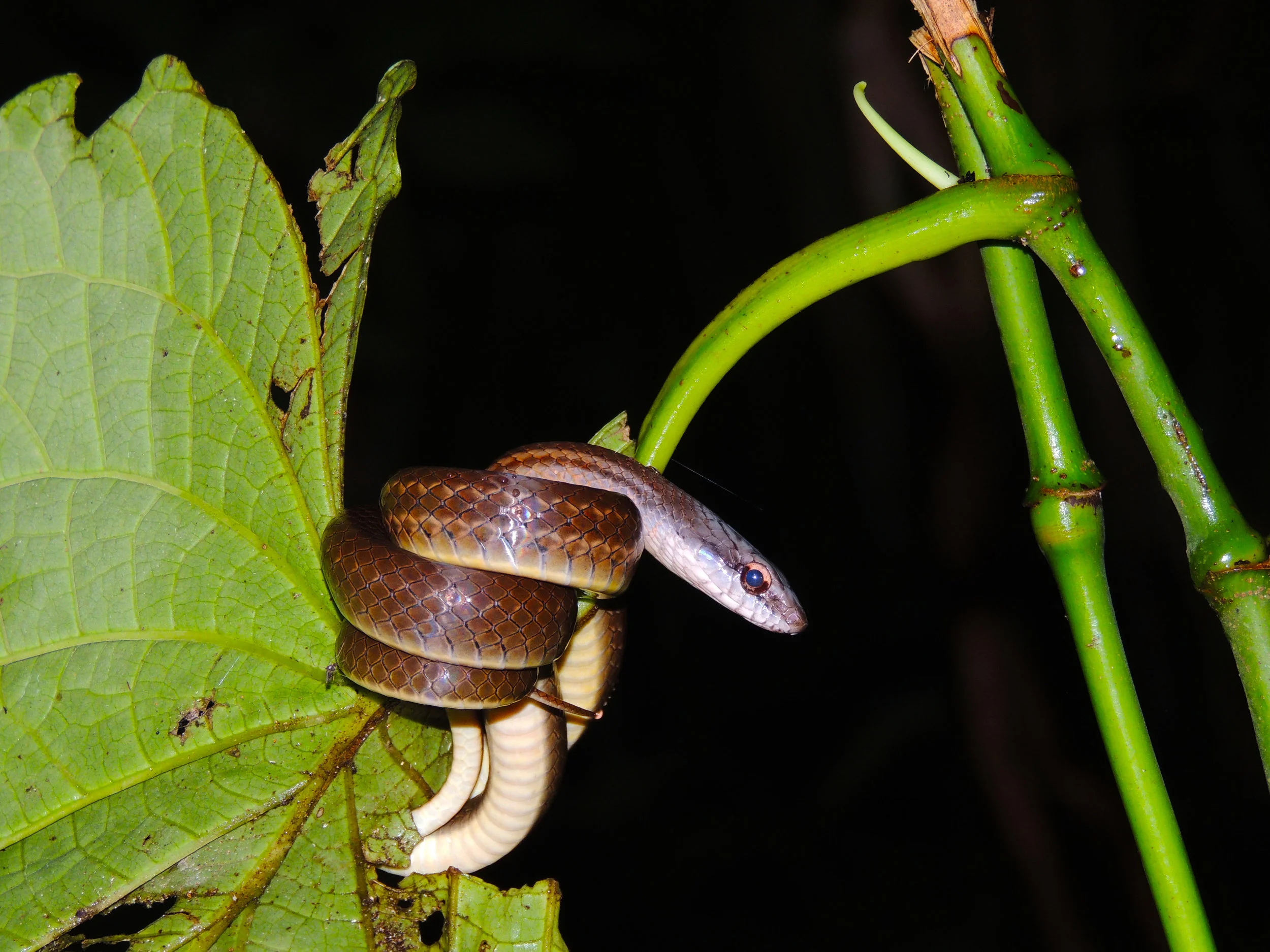 Brown forest racer (Dendrophidion percarinatum)