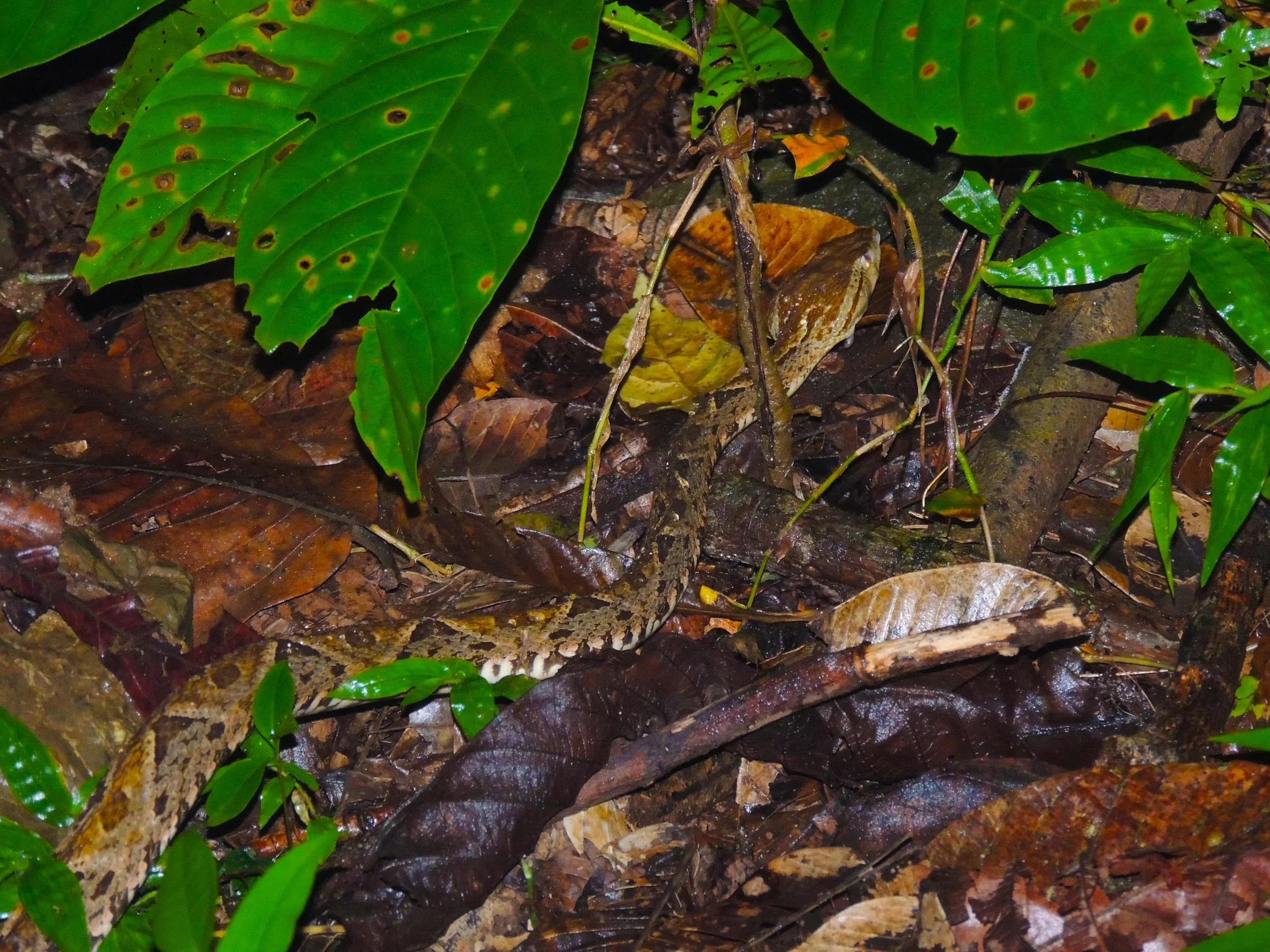 Fer-de-lance or Terciopelo (Bothrops asper)