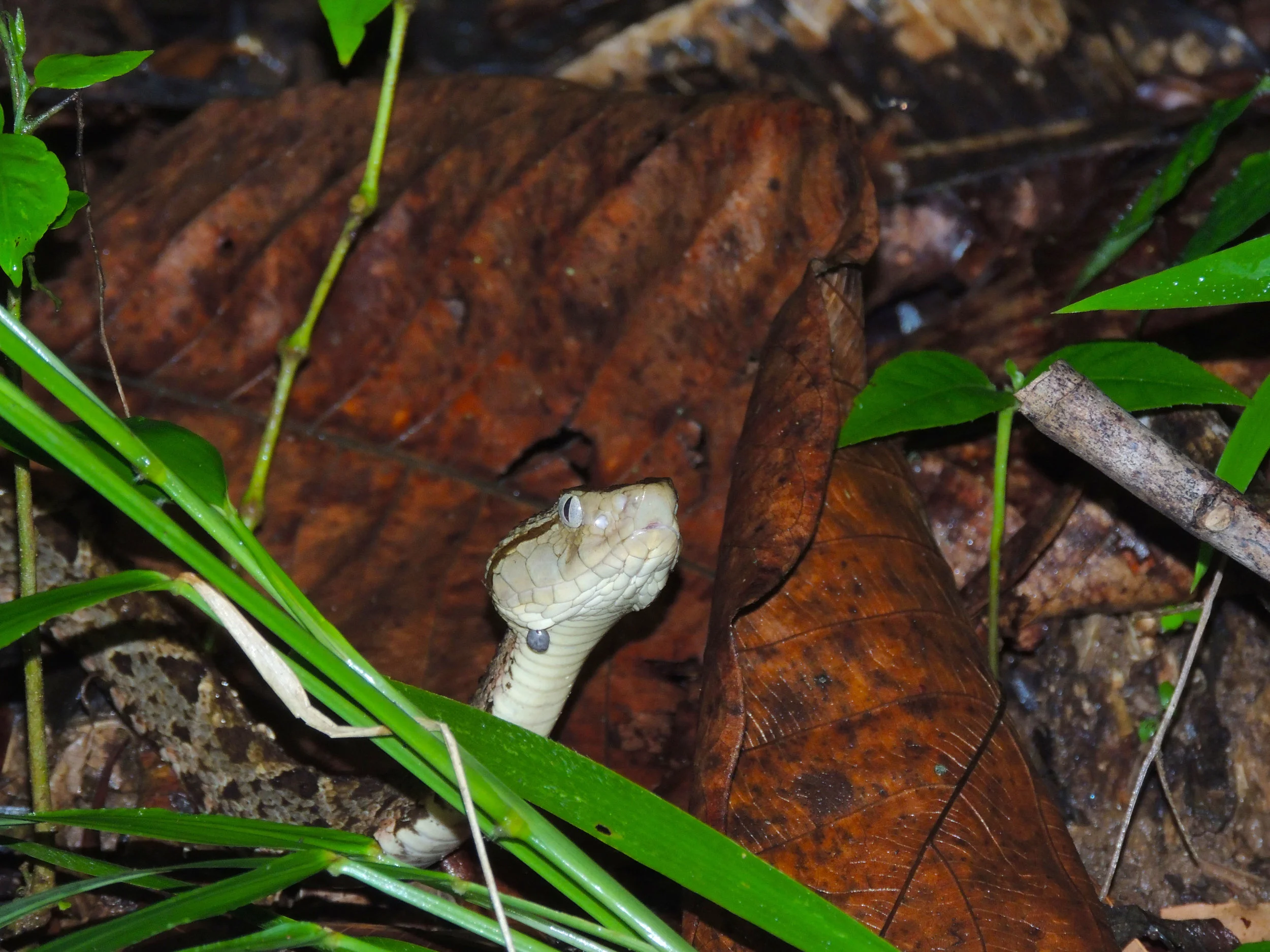 Fer-de-lance or Terciopelo (Bothrops asper)