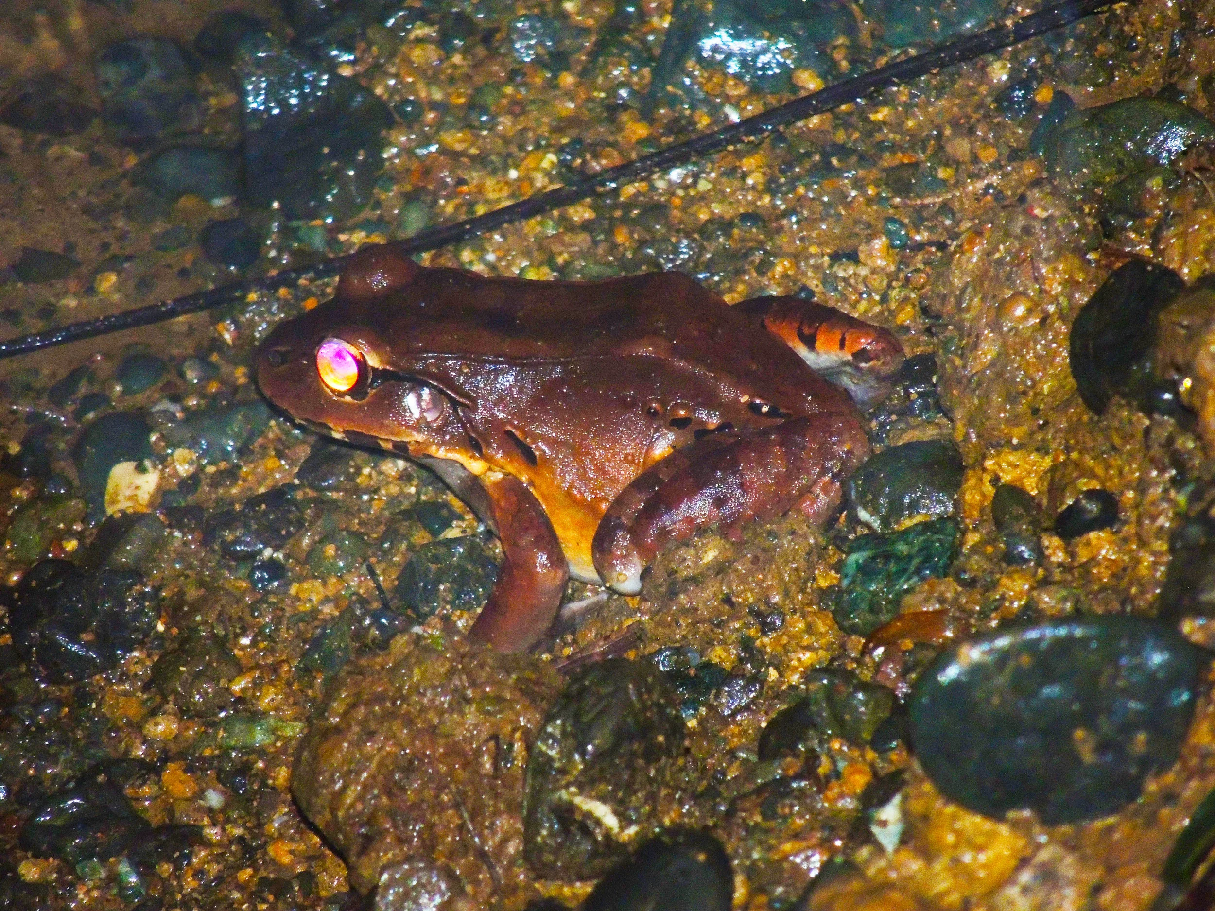 Smoky jungle frog (Leptodactylus pentadactylus)