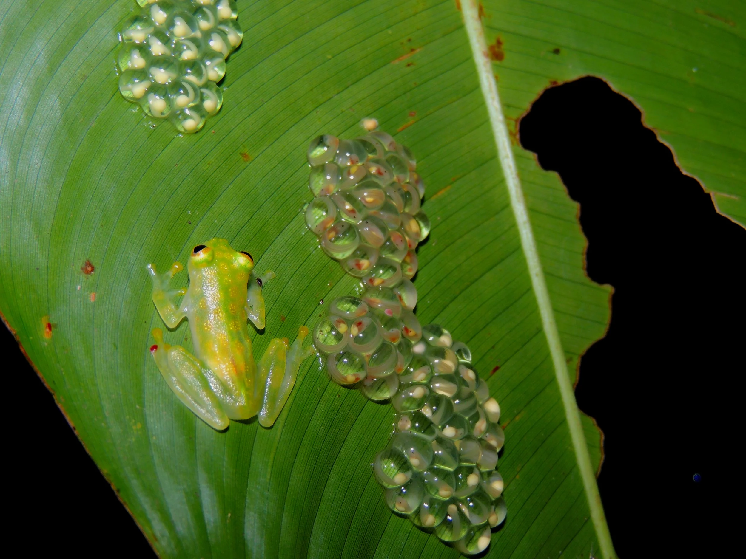 Reticulated Glass Frog (Hyalinobatrachium valerioi)