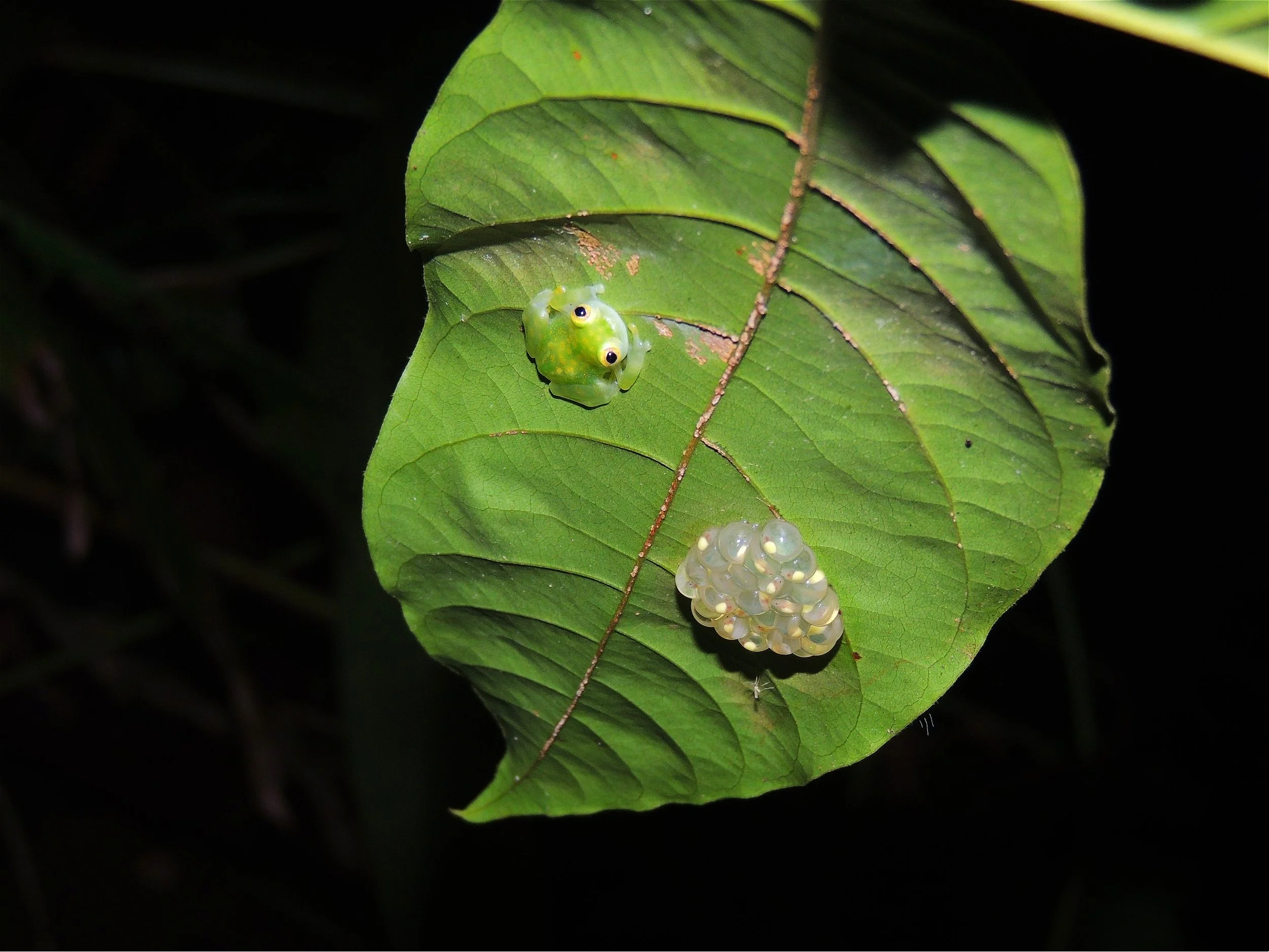 Reticulated Glass Frog (Hyalinobatrachium valerioi)