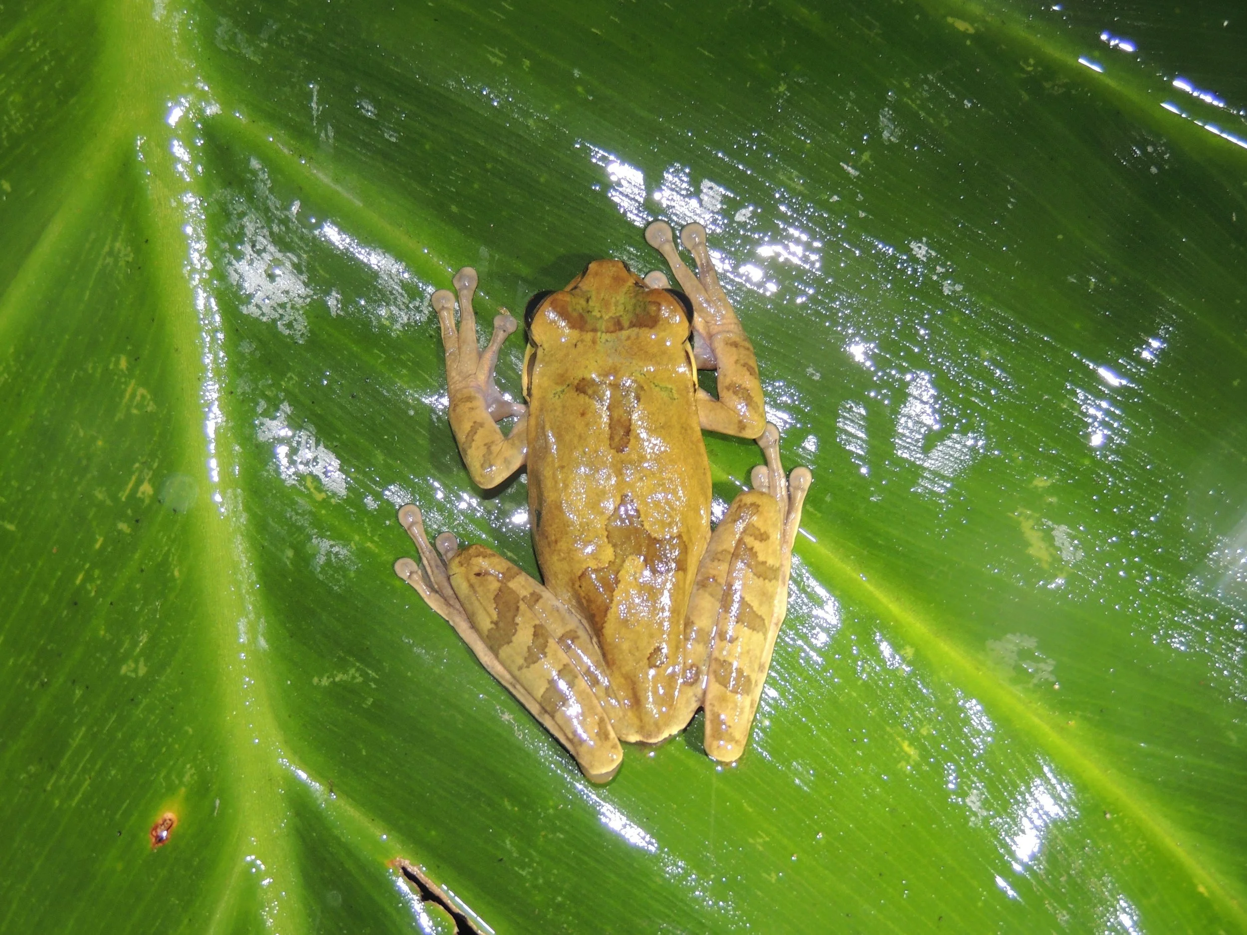 Hourglass treefrog (Dendropsophus ebraccatus)