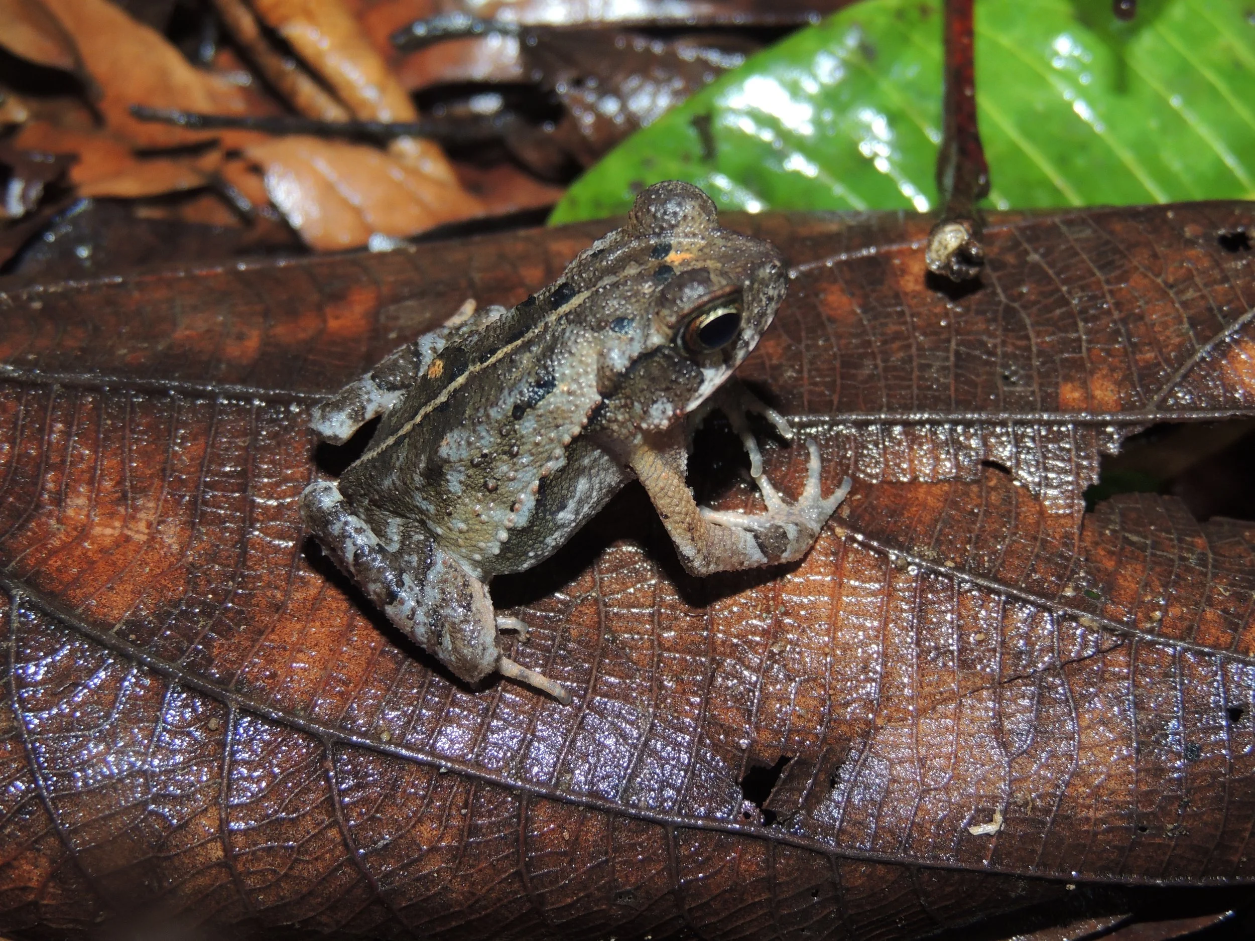 Wet forest toad (Incilius aucoinae)