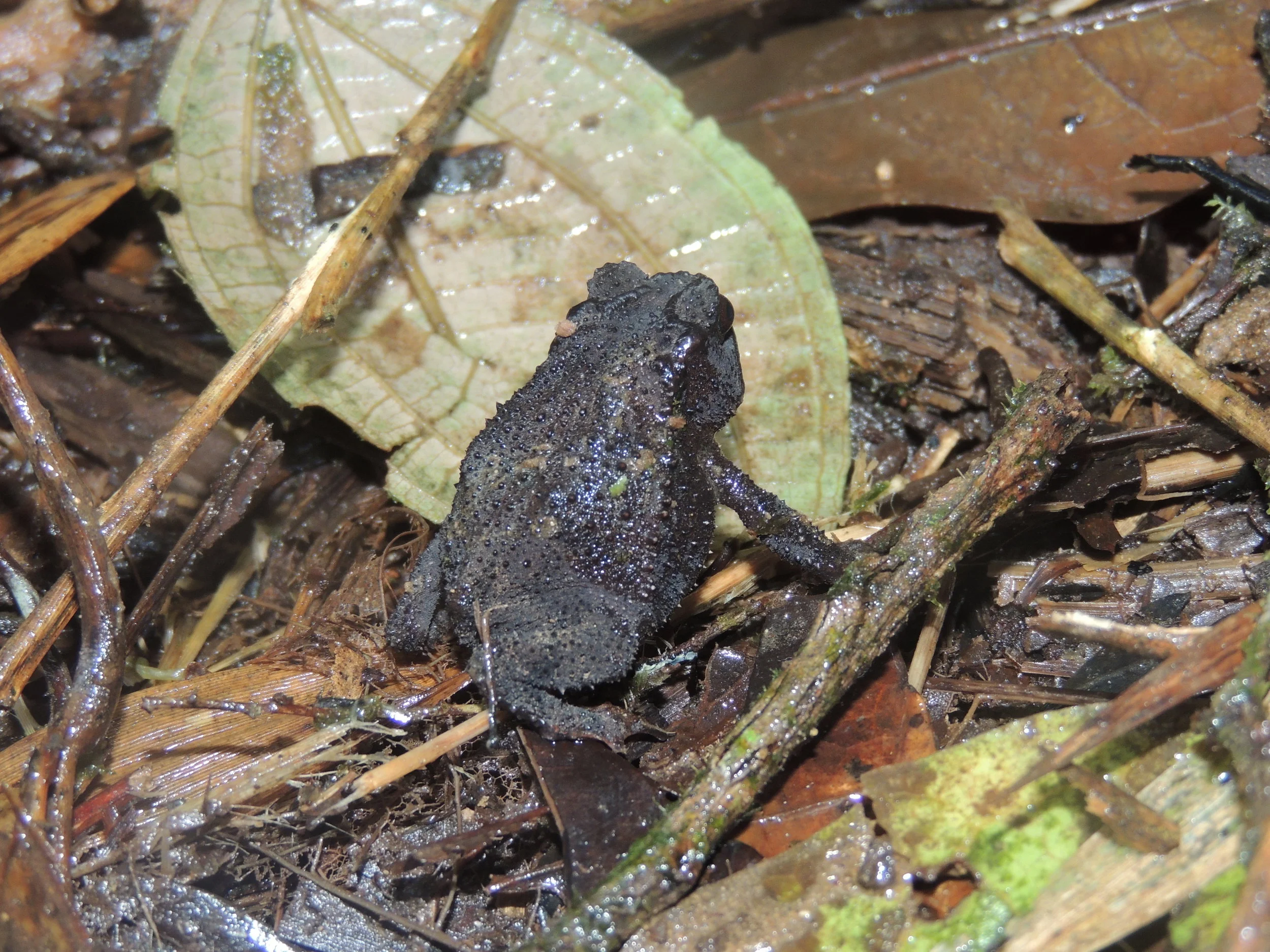 Talamanca dwarf toad (Incilius epioticus)