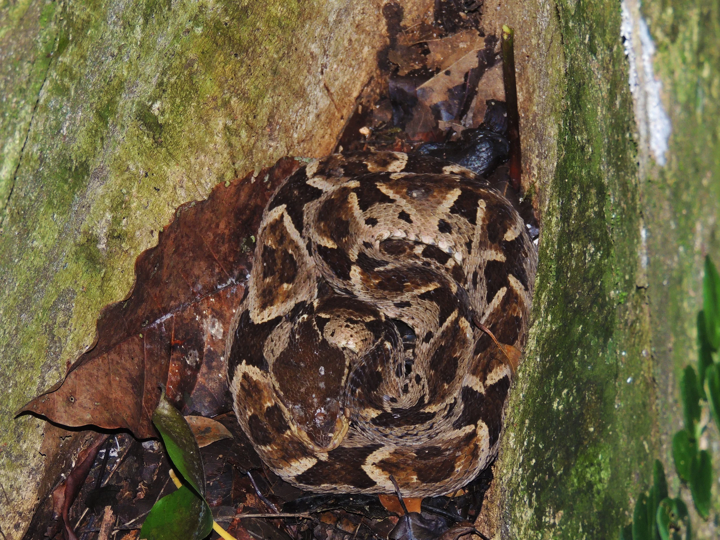 Fer-de-lance or Terciopelo (Bothrops asper)