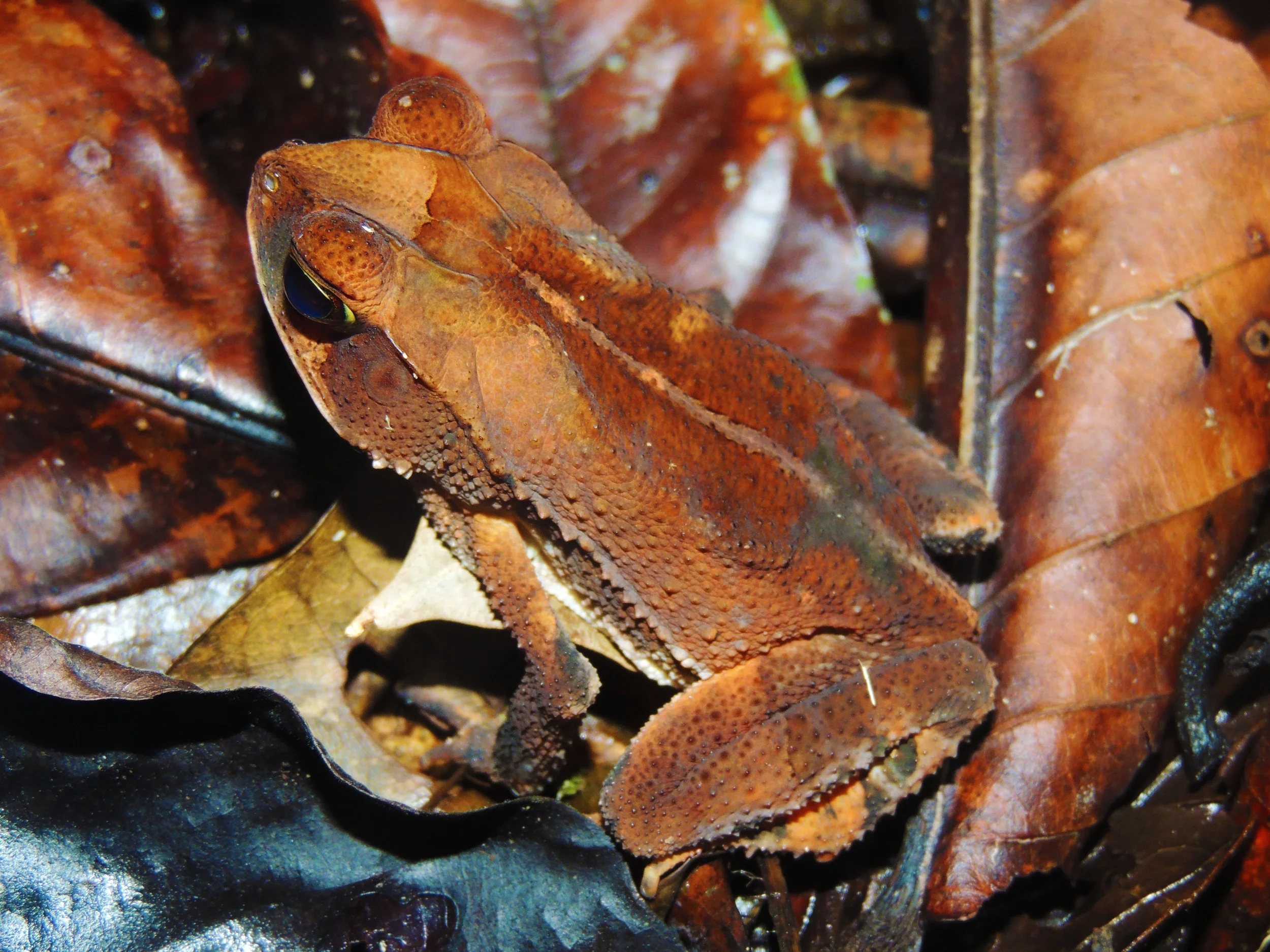 Rainforest Toad (Incilius aucoinae)