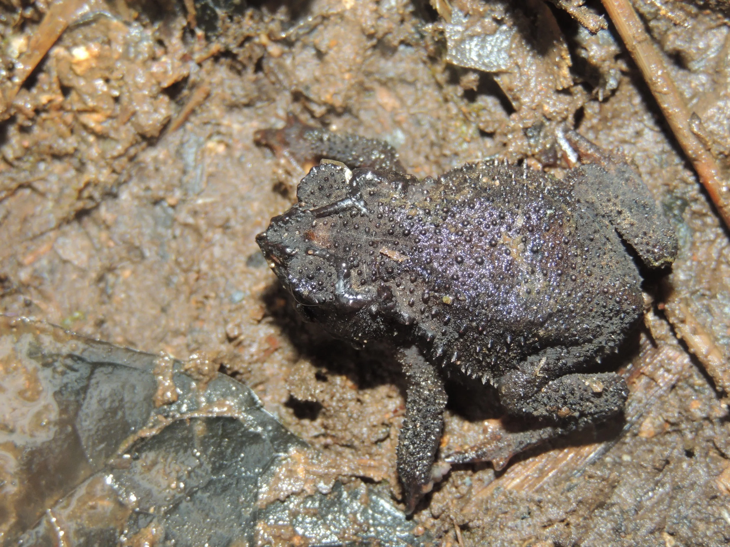 Talamanca dwarf toad (Incilius epioticus)