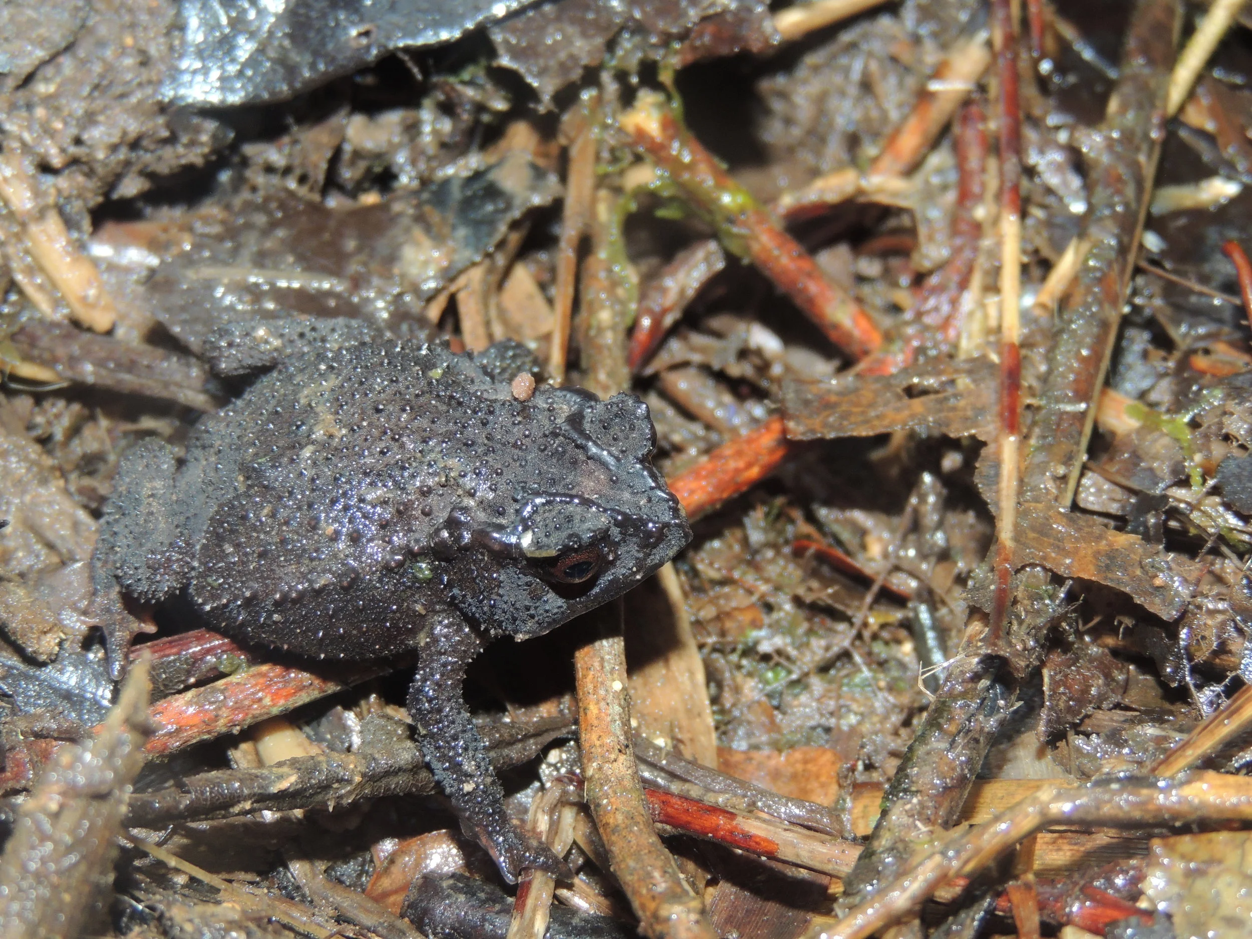 Talamanca dwarf toad (Incilius epioticus)