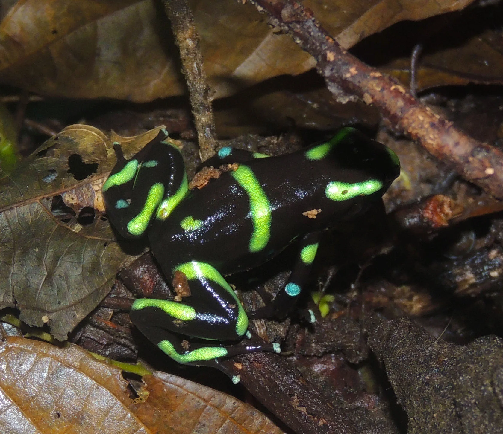 Green and black dart frog (Dendrobates auratus)