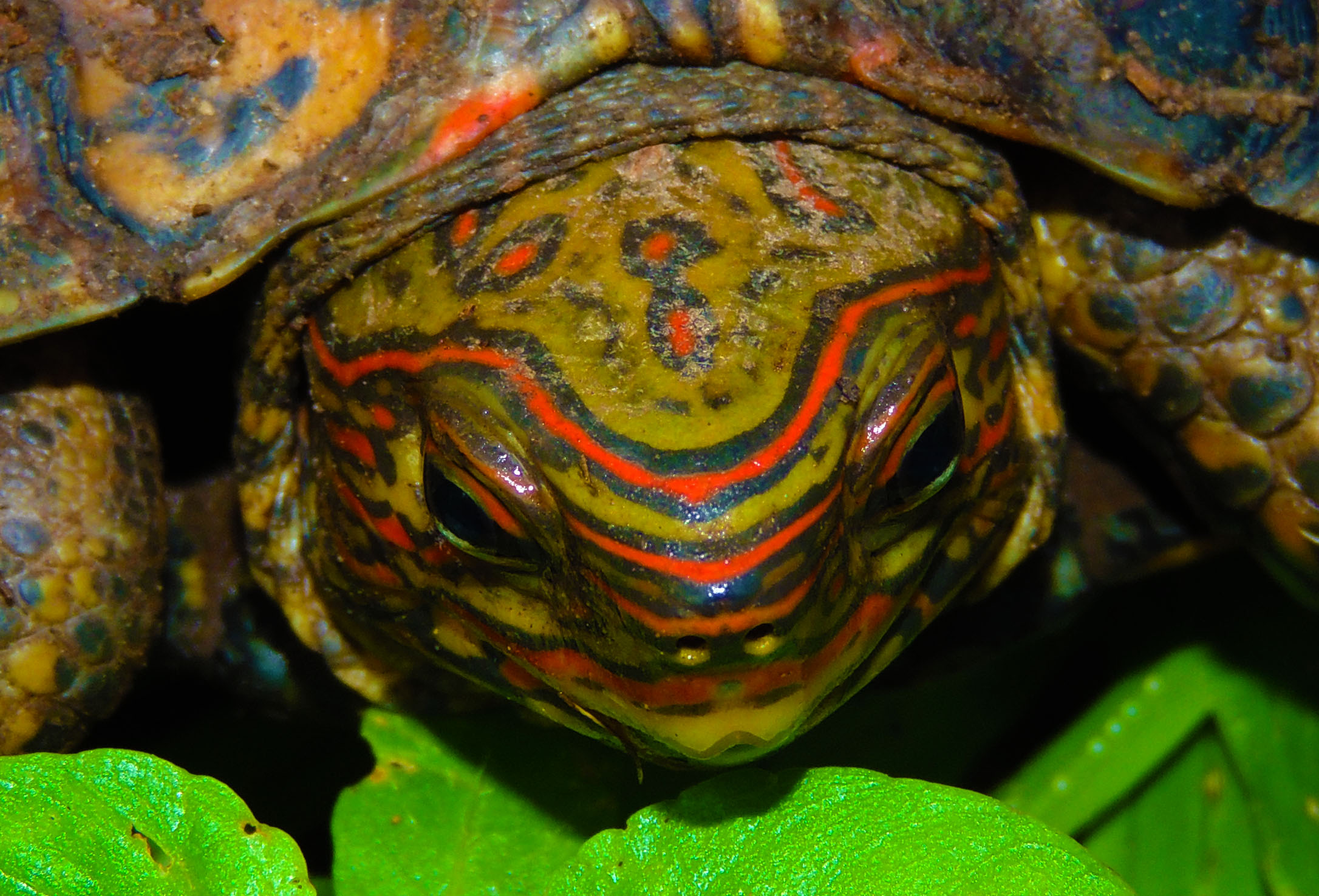 Painted Wood Turtle (Rhinoclemmys pulcherrima)