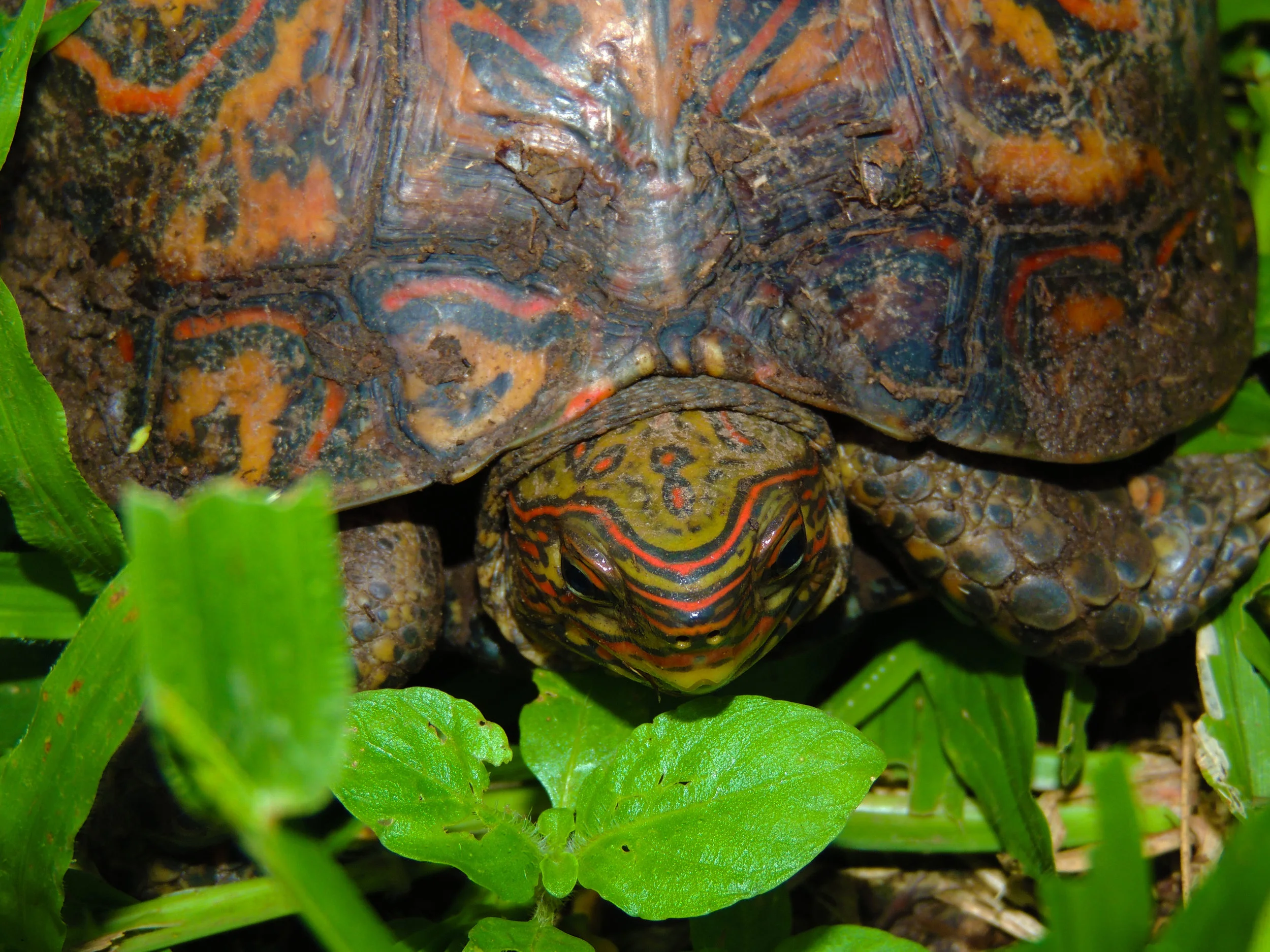 Painted Wood Turtle (Rhinoclemmys pulcherrima)