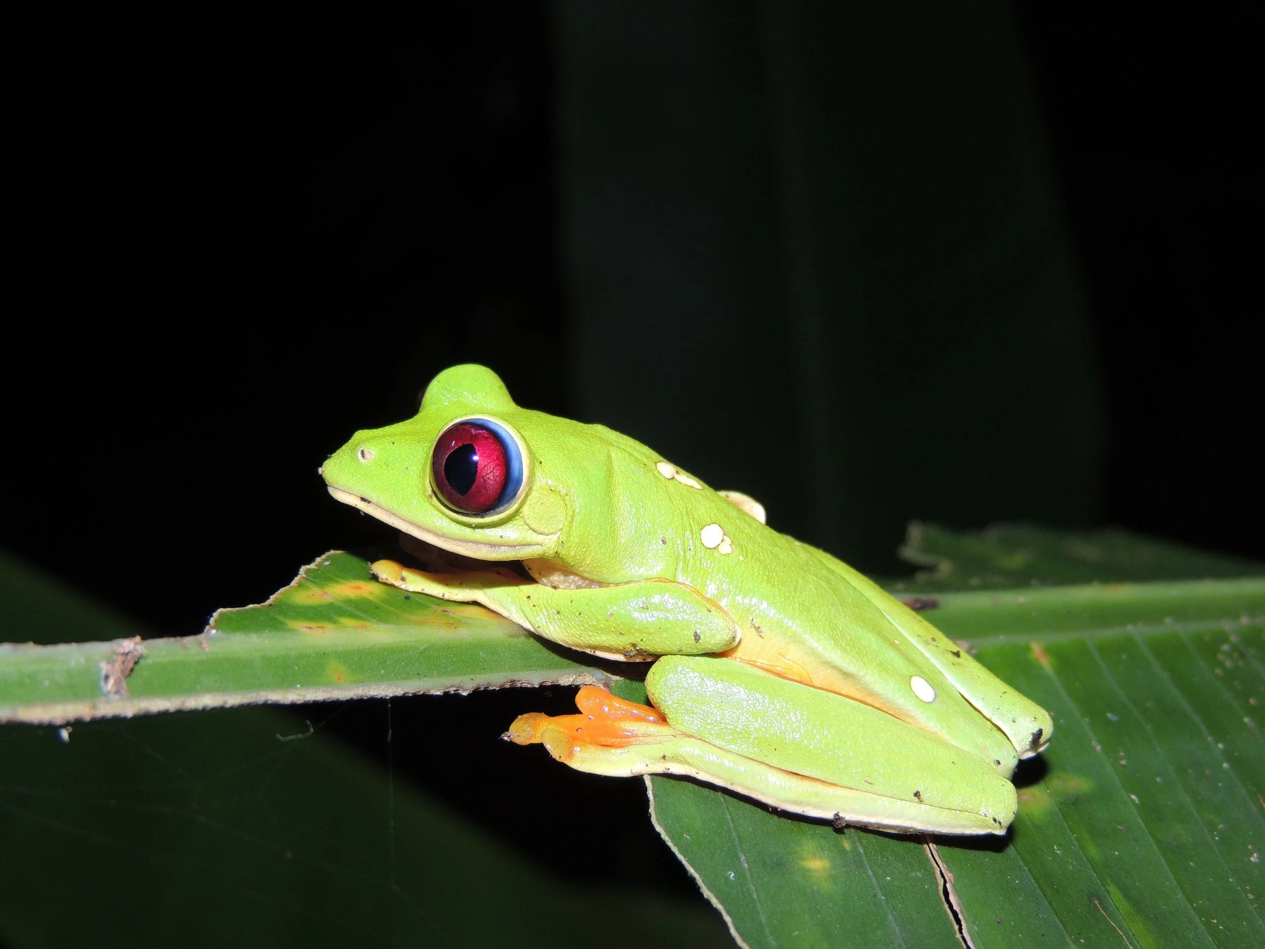 Rufous-eyed stream frog (Duellmanohyla rufioculis)